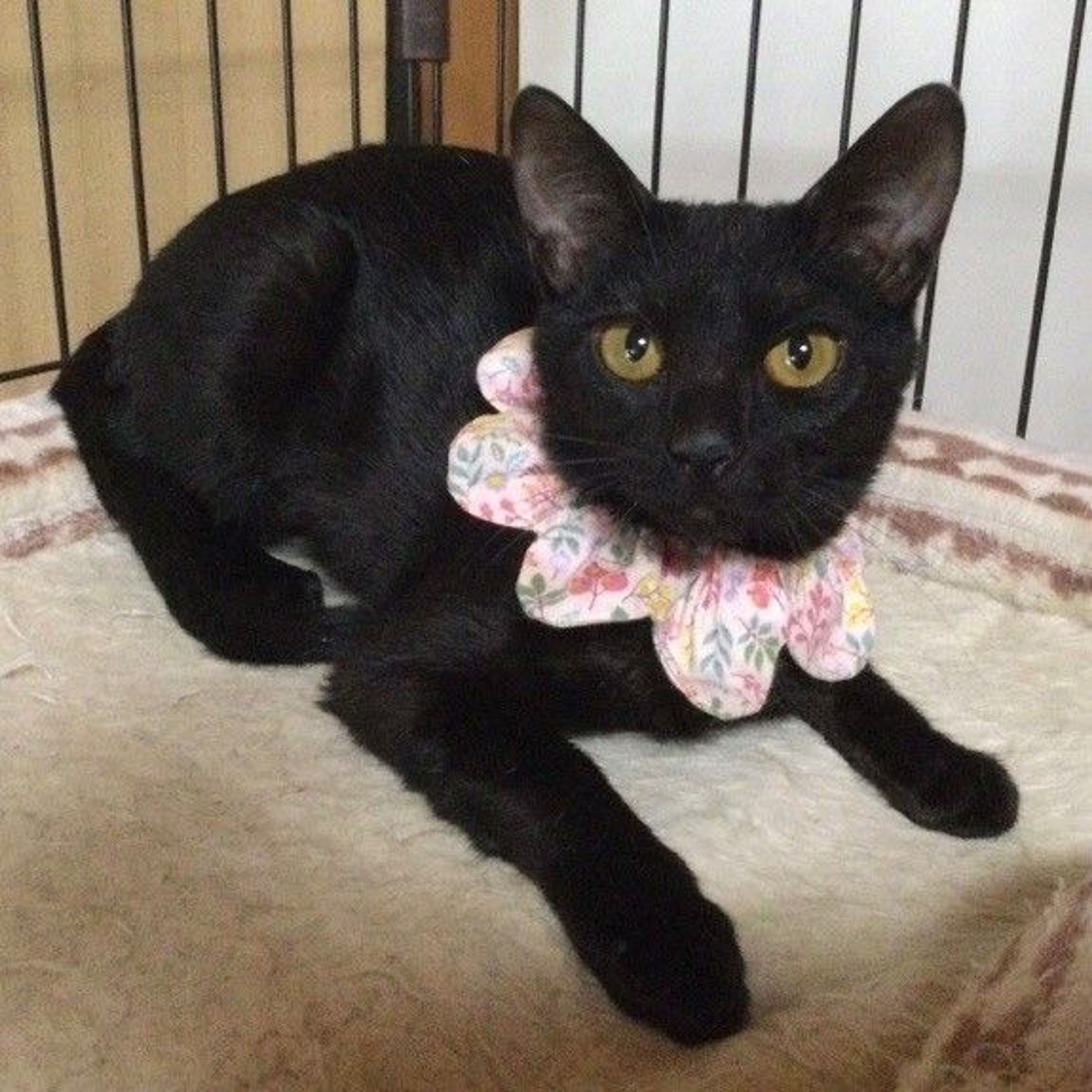 pet-image-2