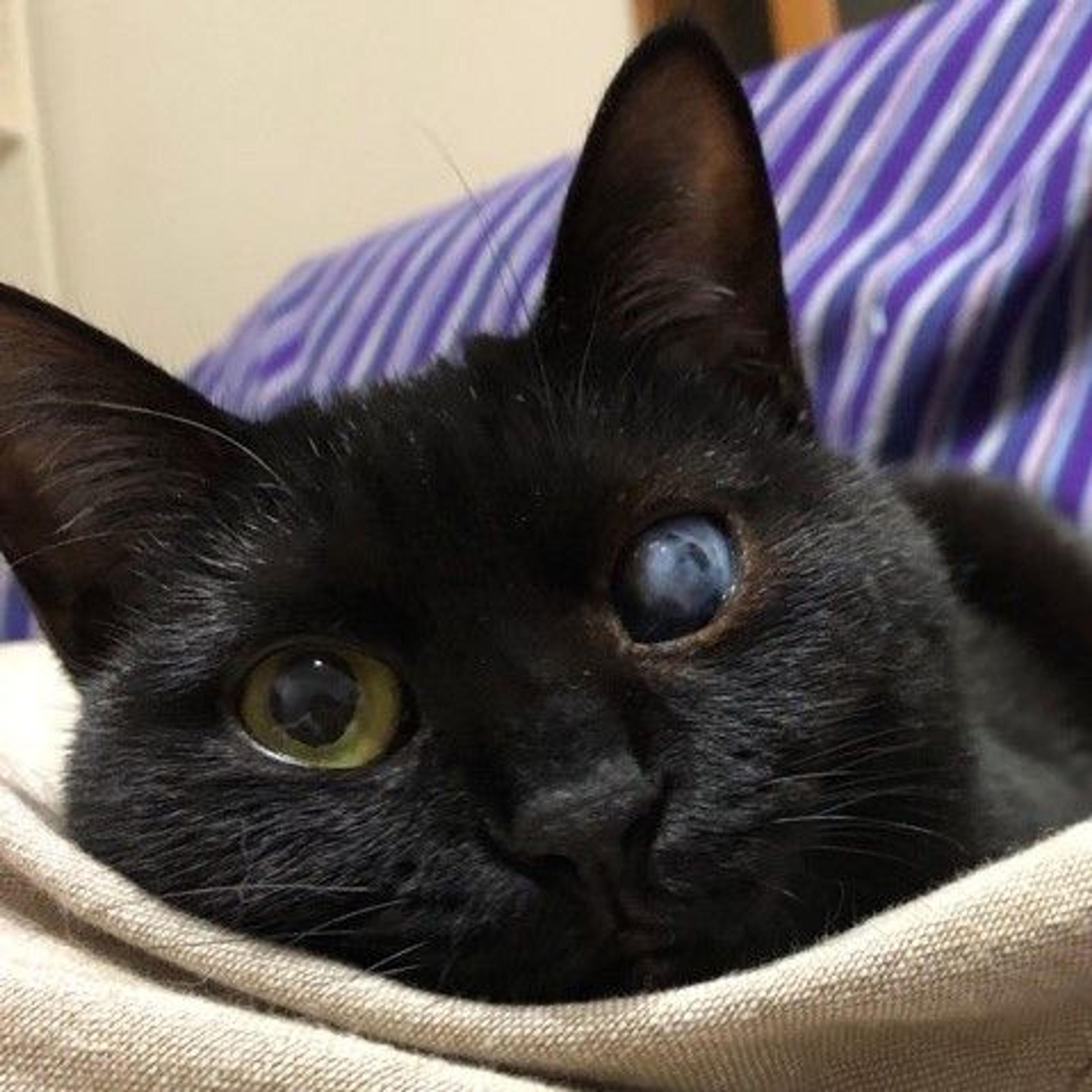 雑種（ミックス猫）・メスの里親募集の写真