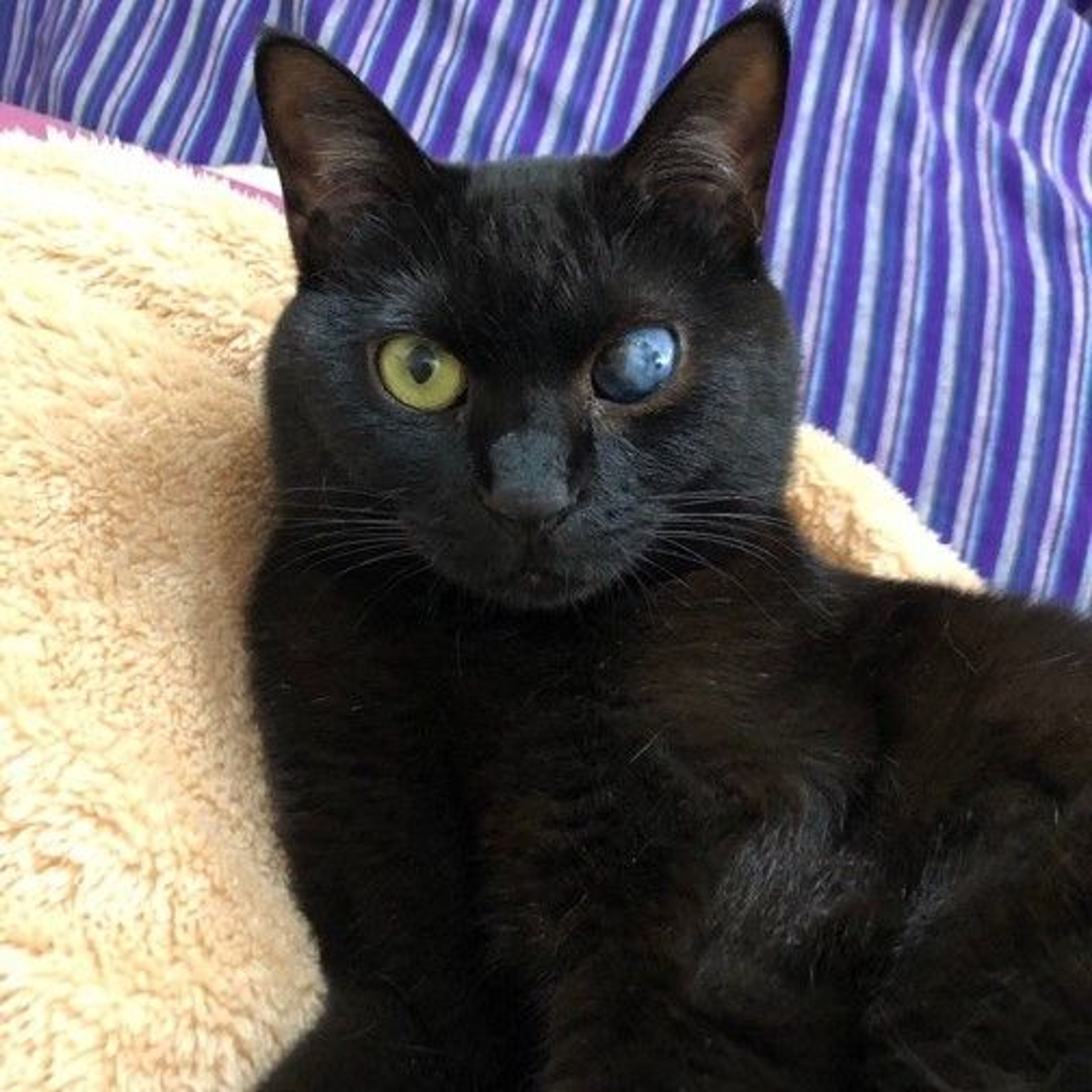 pet-image-3