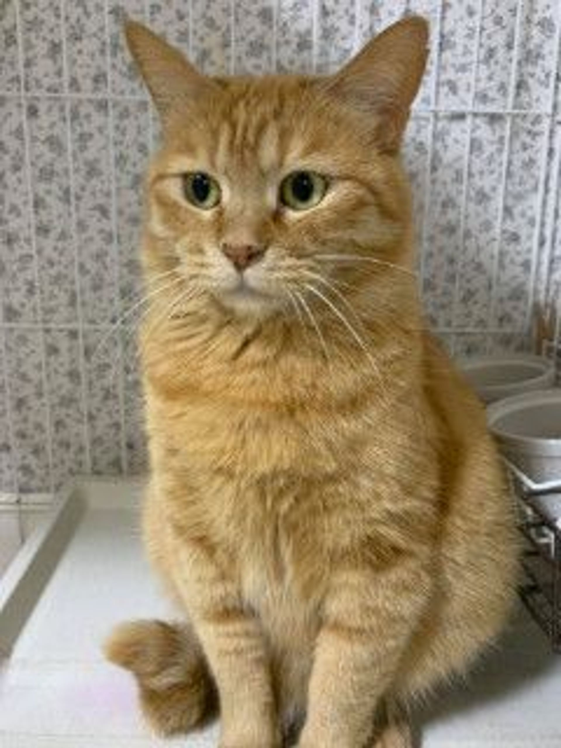 雑種（ミックス猫）・メスの里親募集の写真