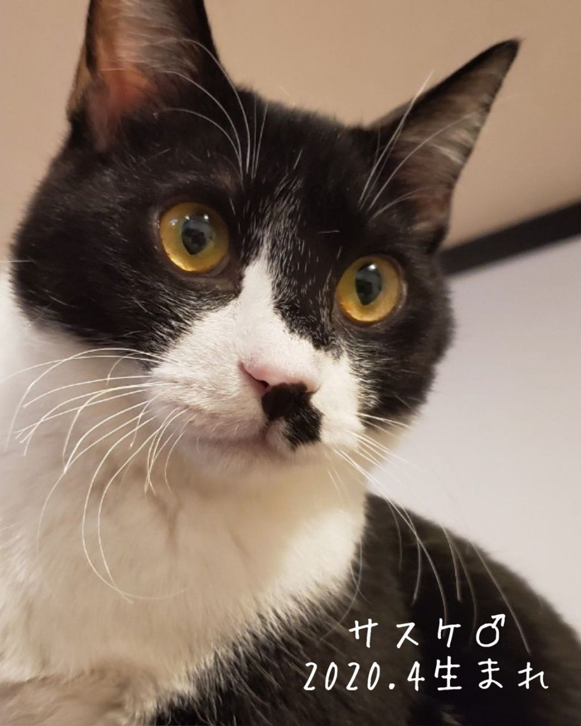 雑種（ミックス猫）・オスの里親募集の写真