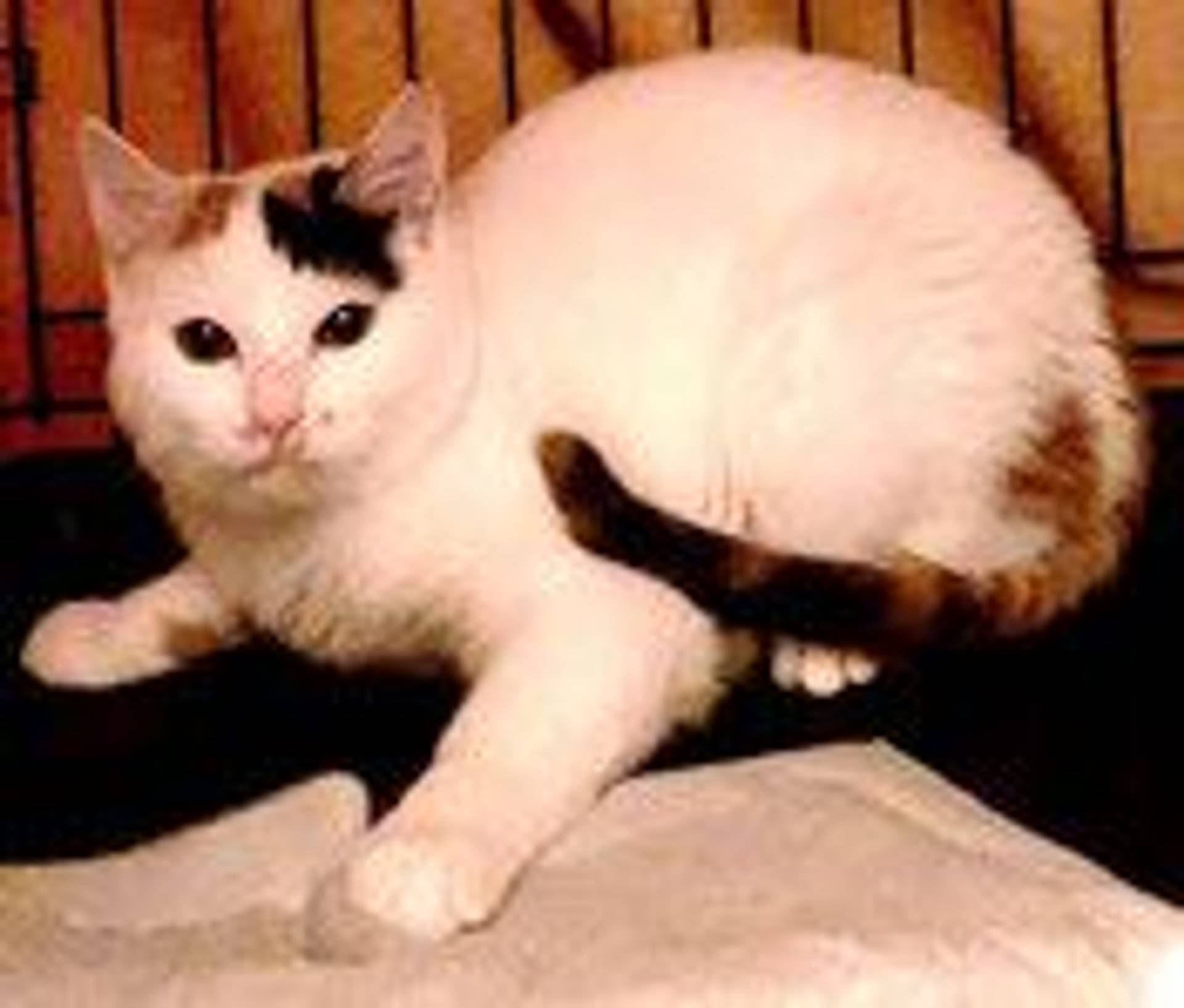 雑種（ミックス猫）・メスの里親募集の写真