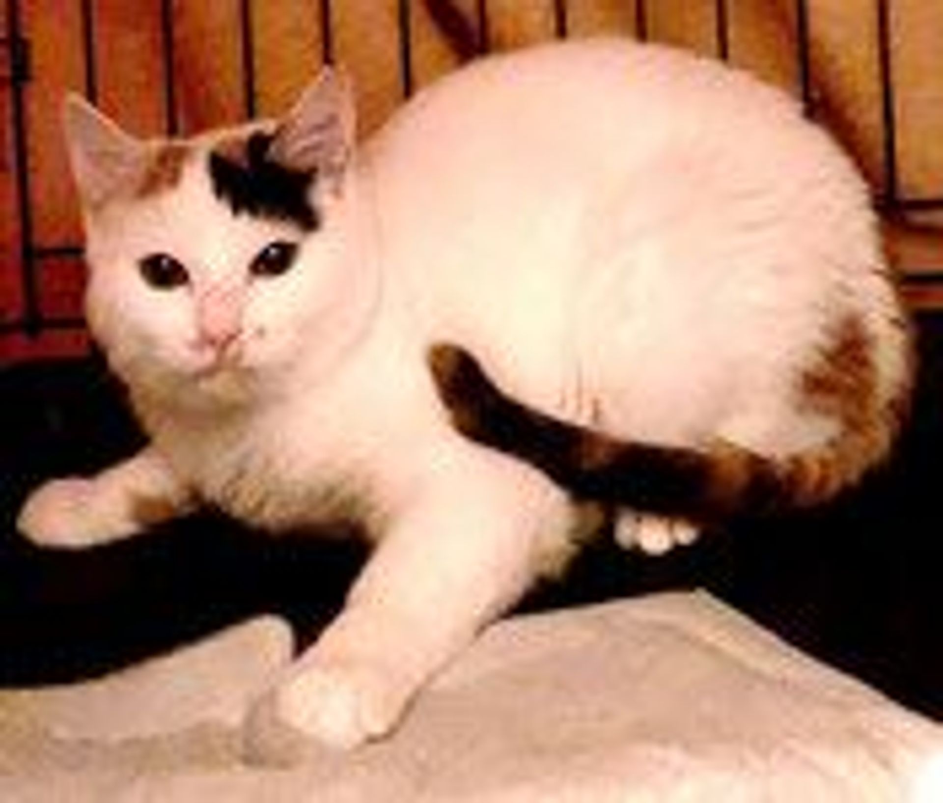 雑種（ミックス猫）・メスの里親募集の写真