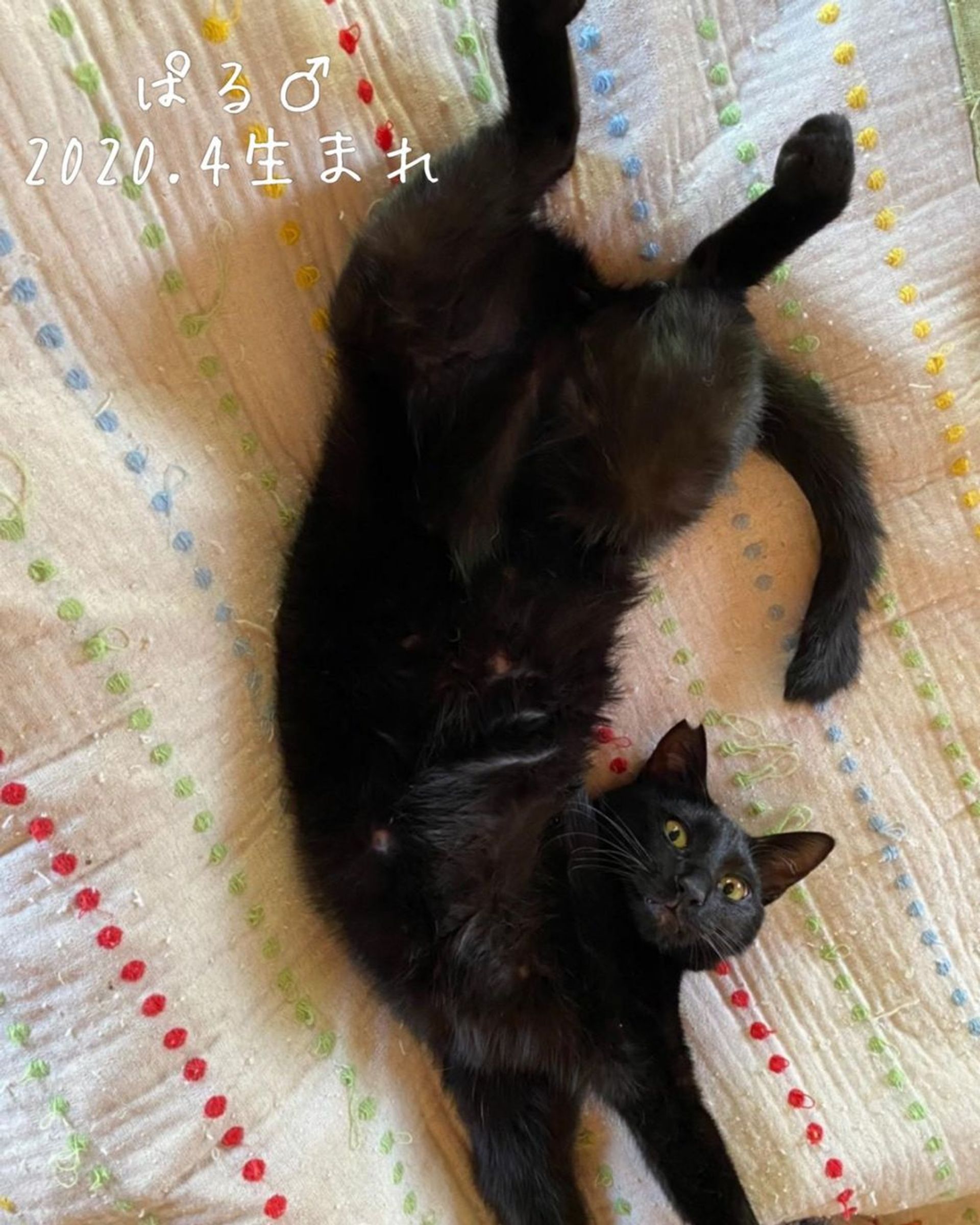 雑種（ミックス猫）・オスの里親募集の写真