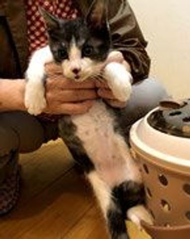 ポンの写真