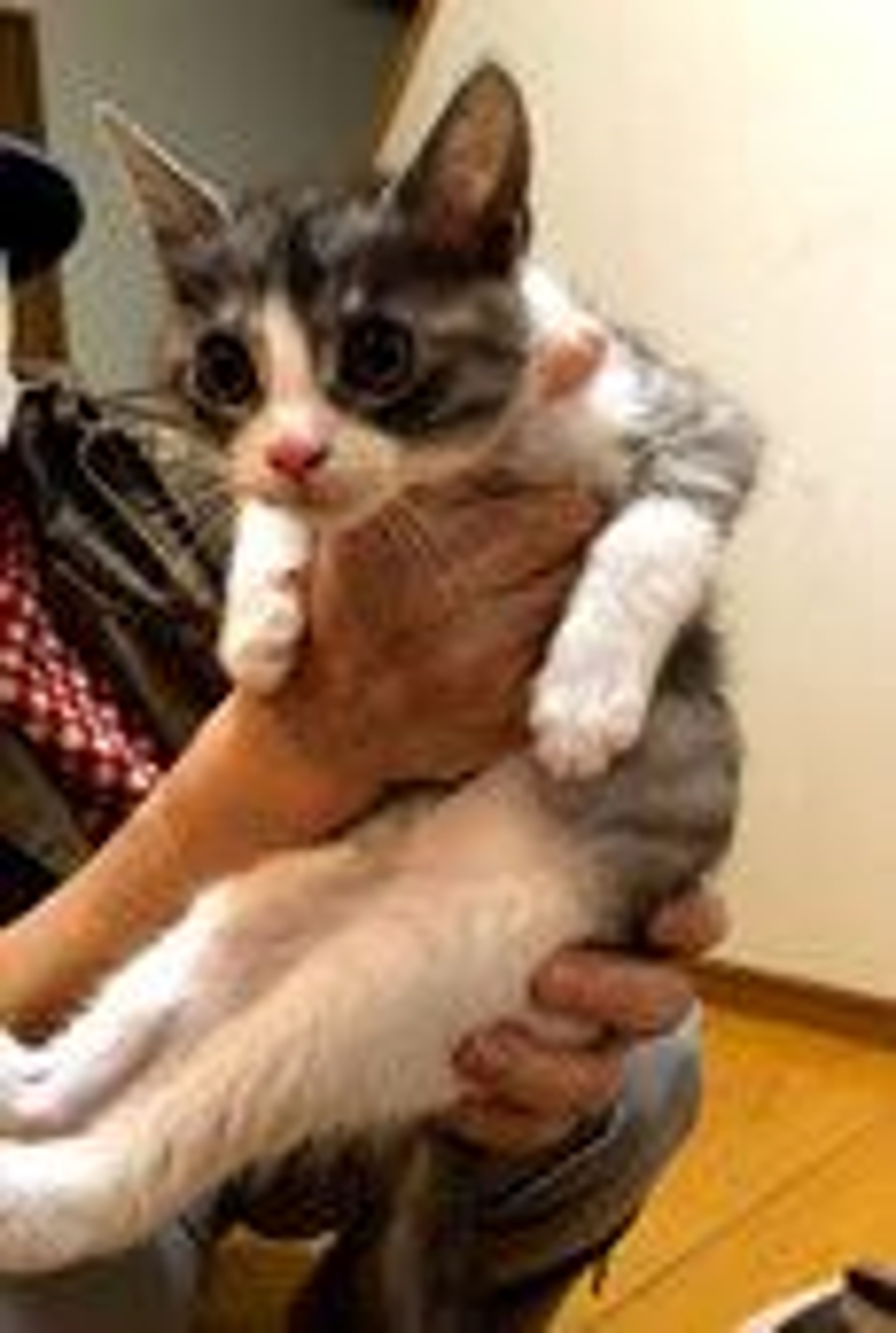 雑種（ミックス猫）・オスの里親募集の写真