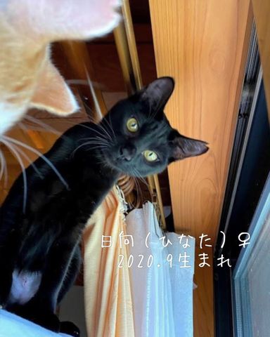 日向（ひなた）の写真
