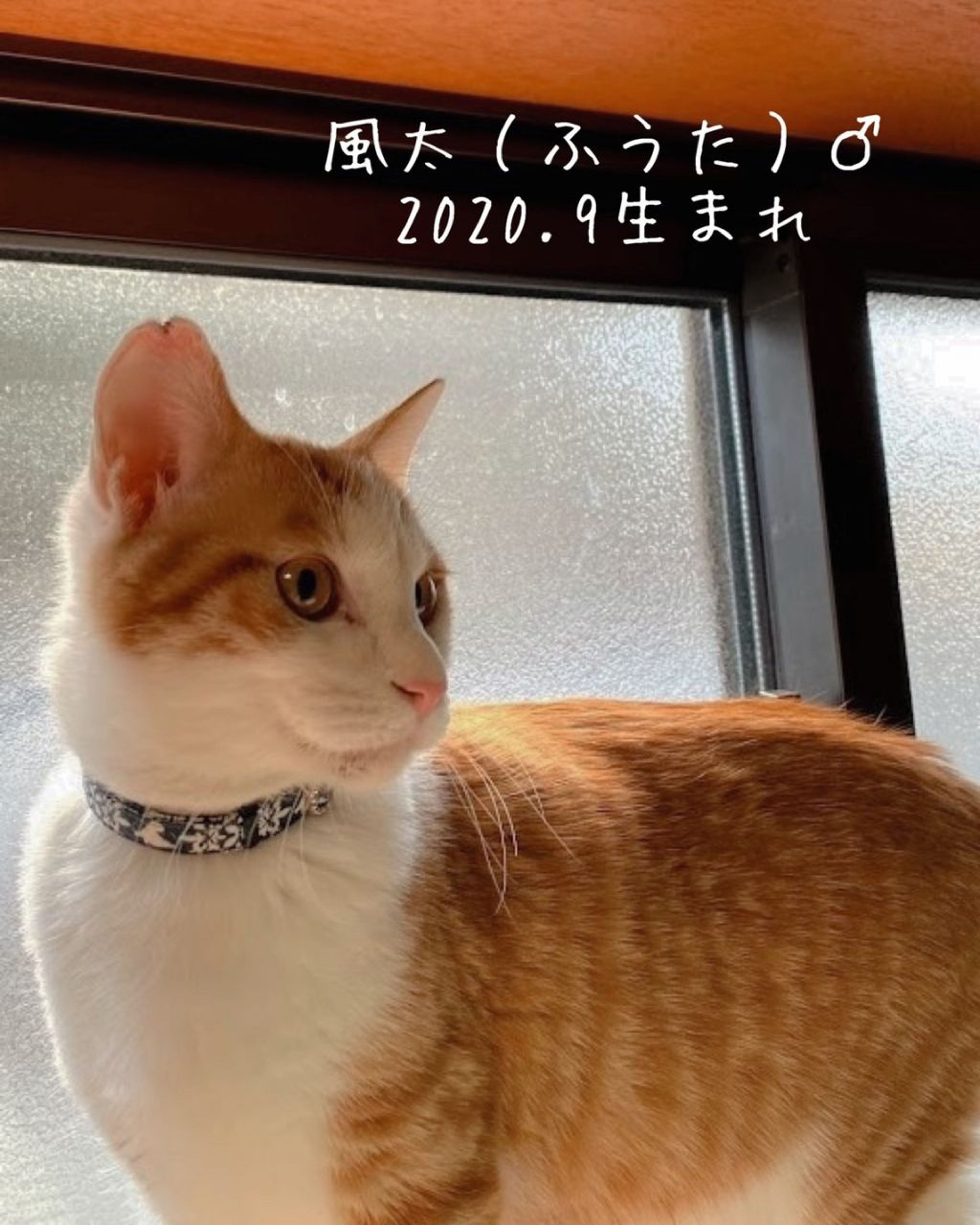 雑種（ミックス猫）・オスの里親募集の写真