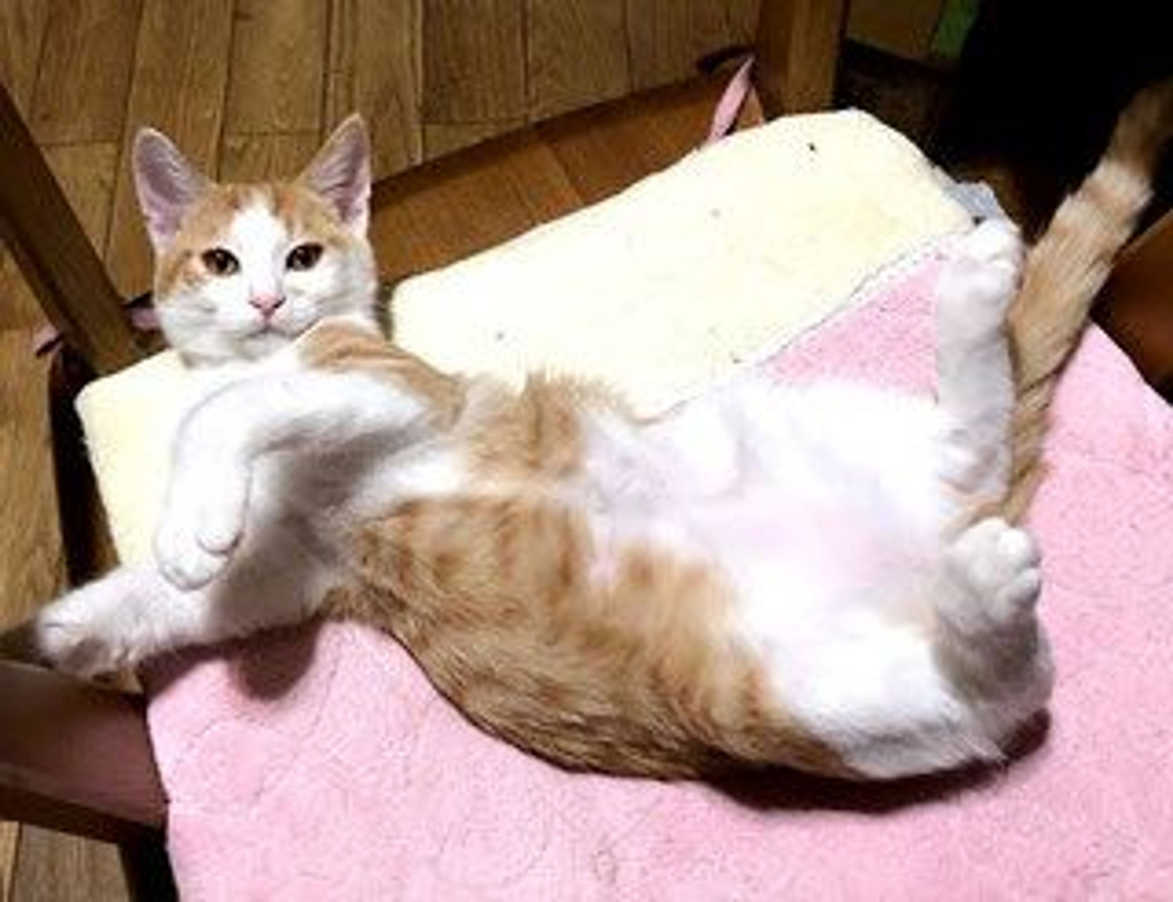 pet-image-2