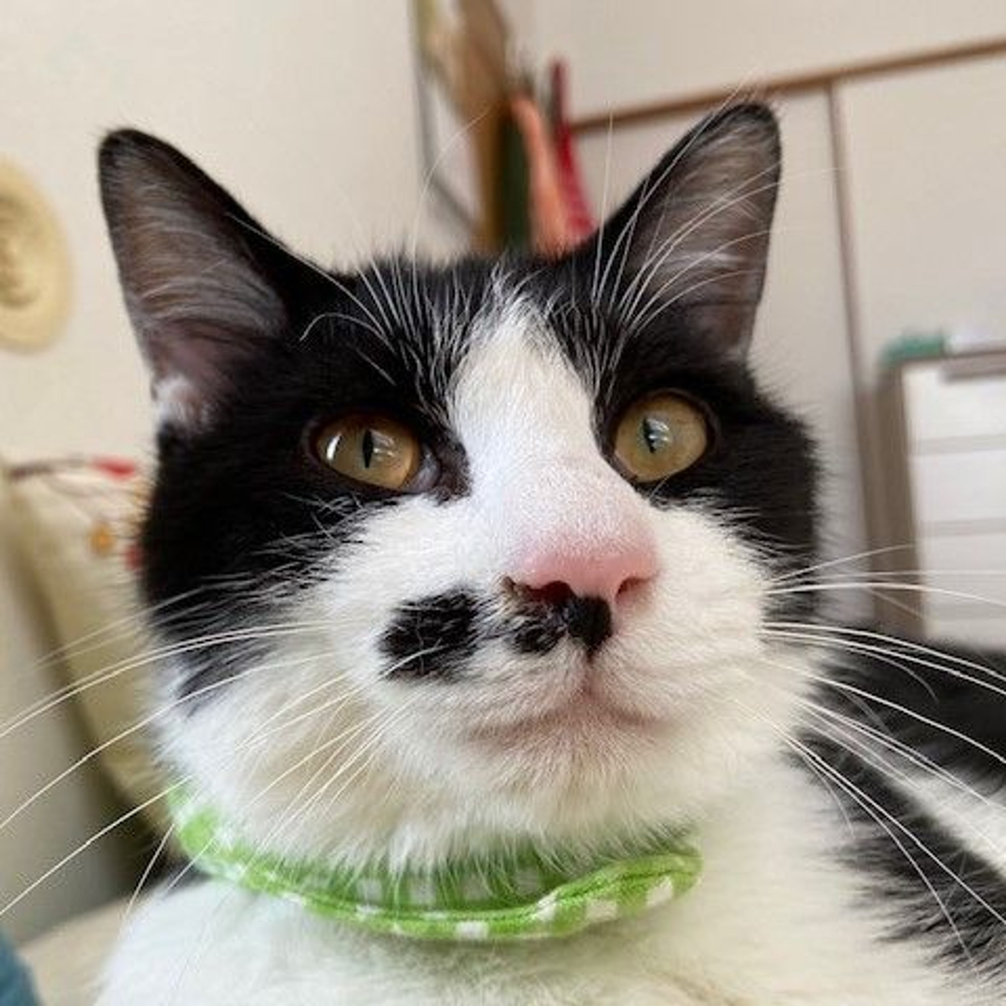 雑種（ミックス猫）・オスの里親募集の写真