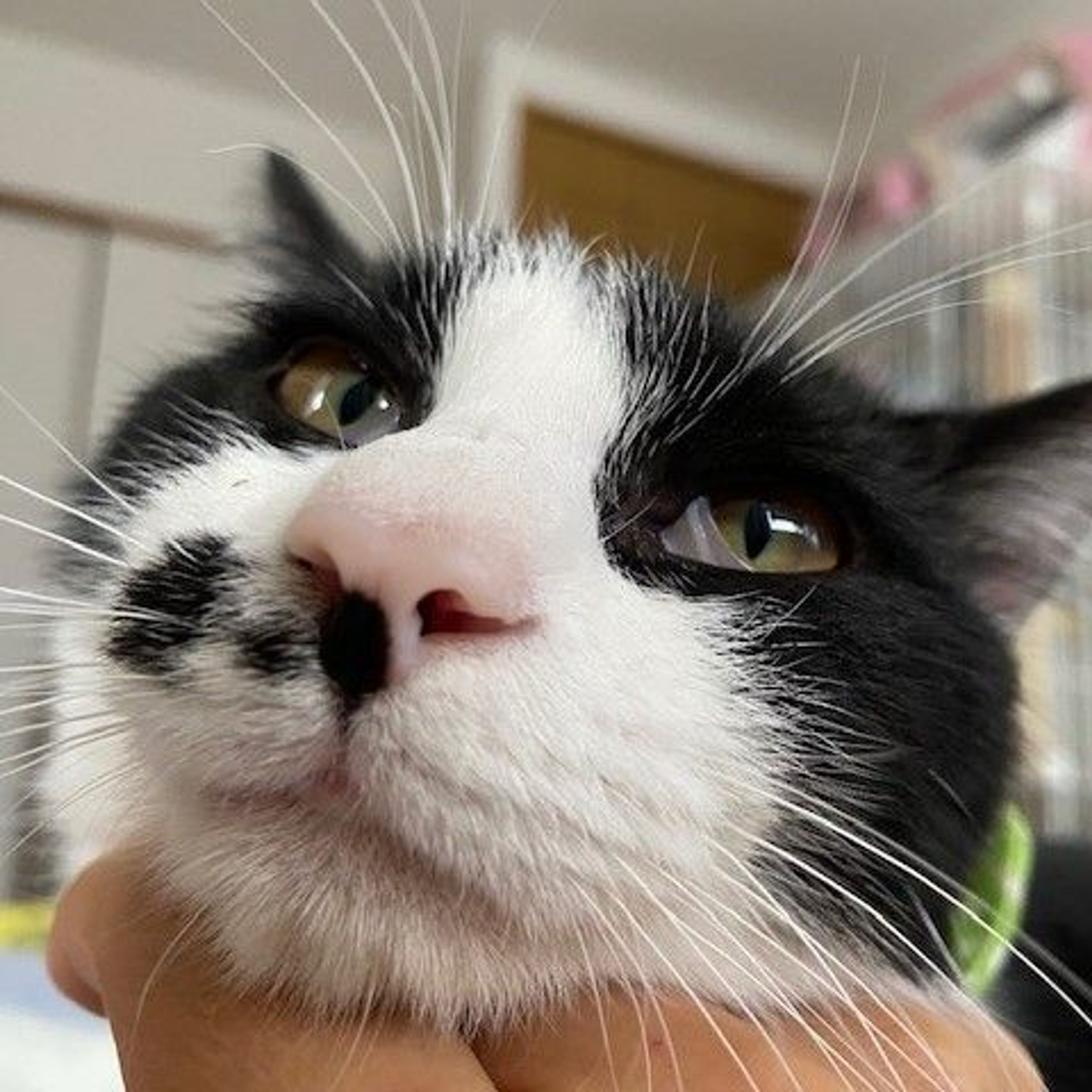 pet-image-3