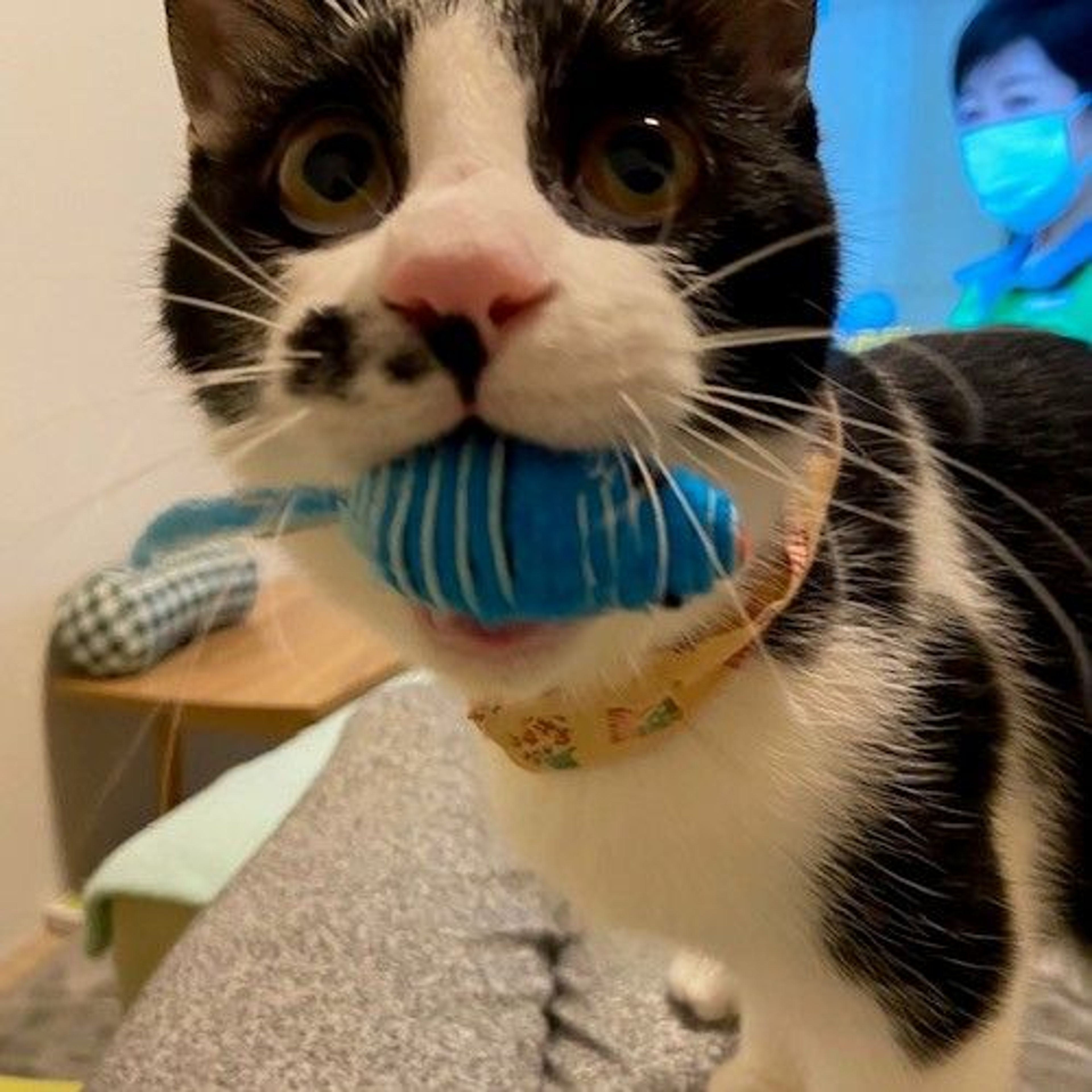 pet-image-4