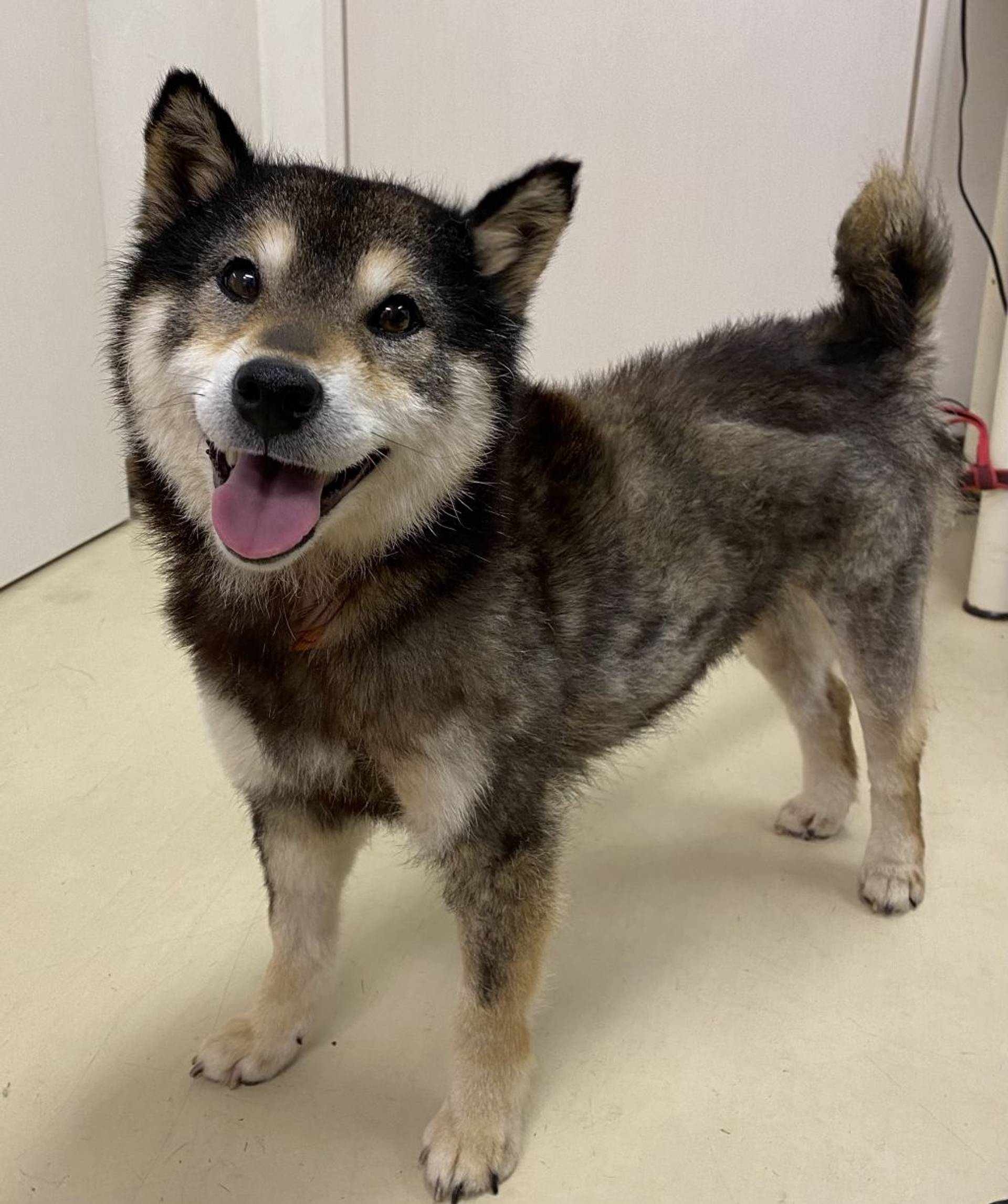 柴犬・メスの里親募集の写真