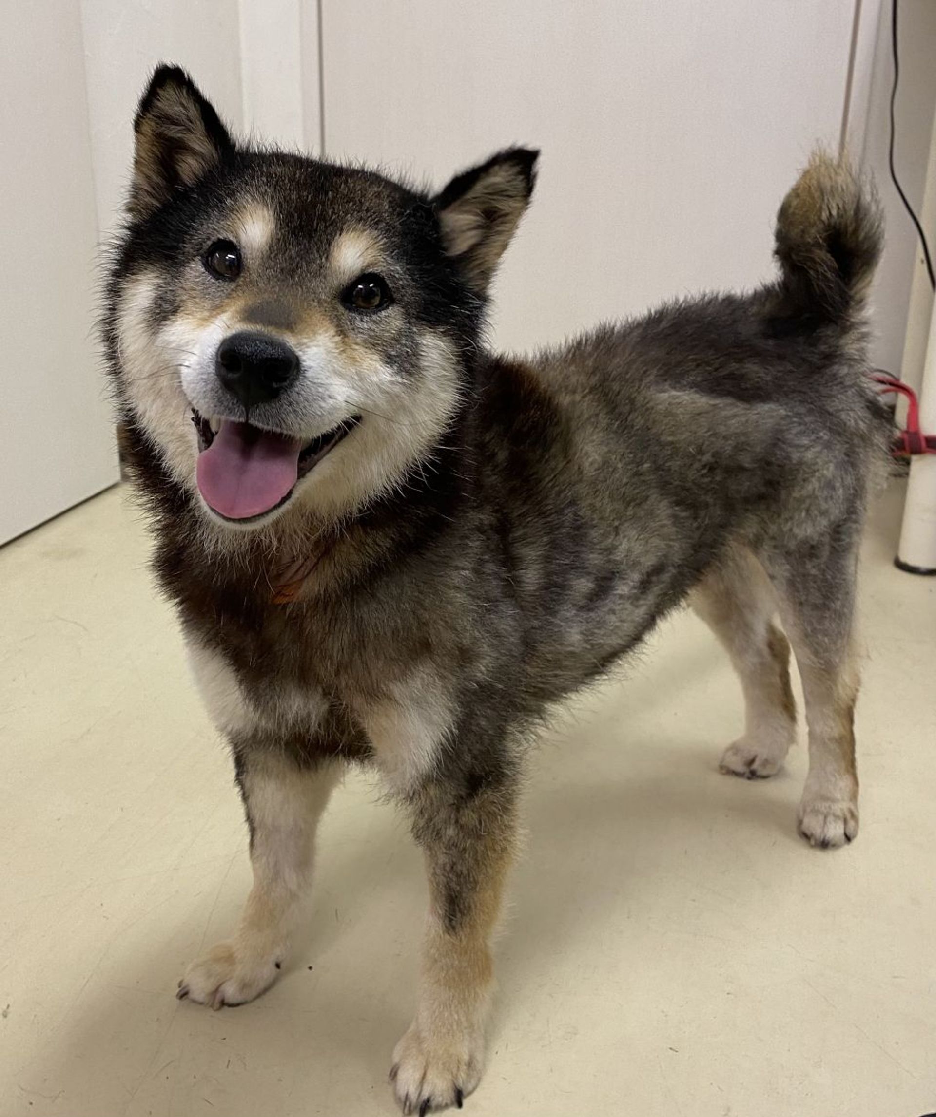 柴犬・メスの里親募集の写真