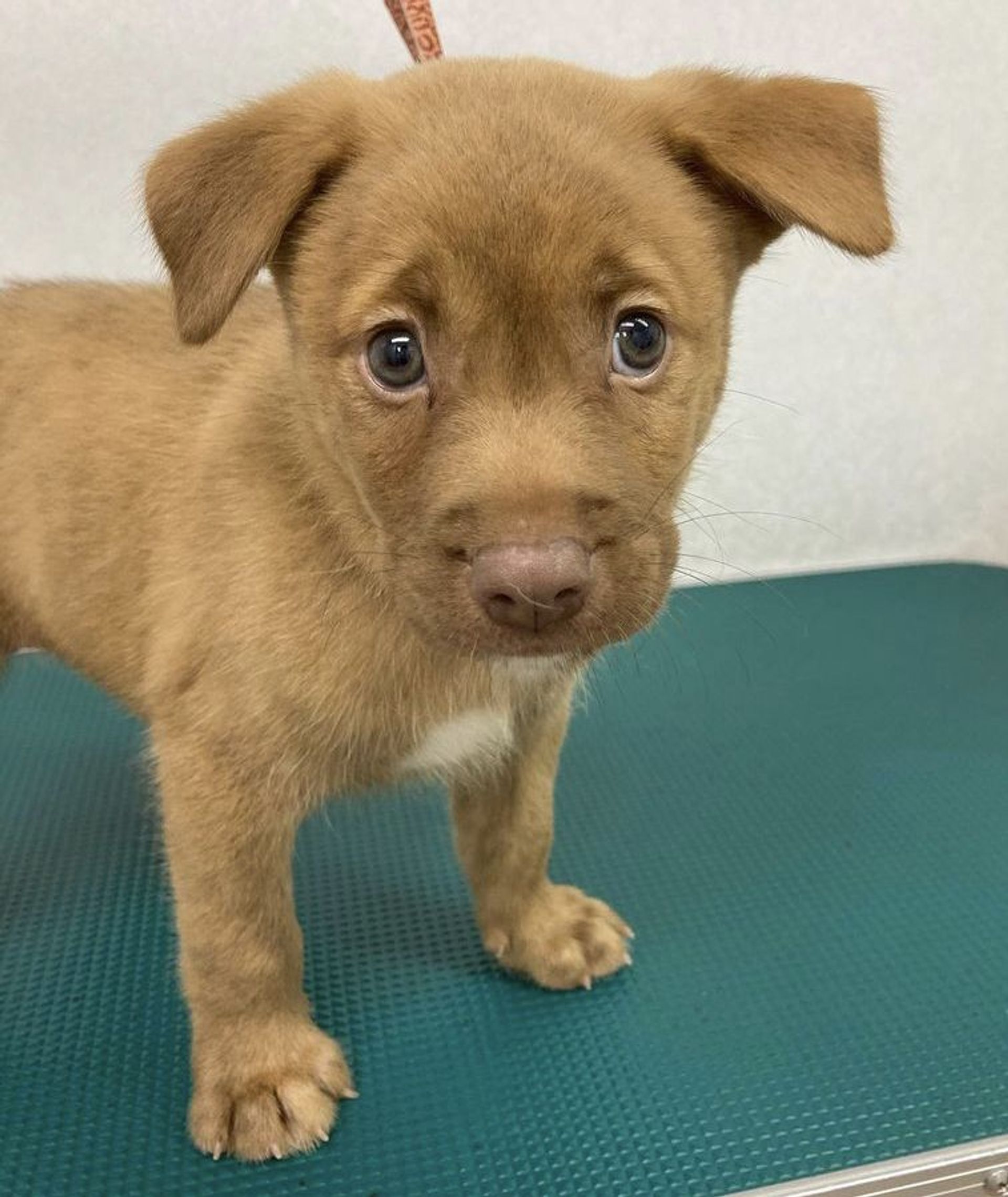 雑種（ミックス犬）・オスの里親募集の写真