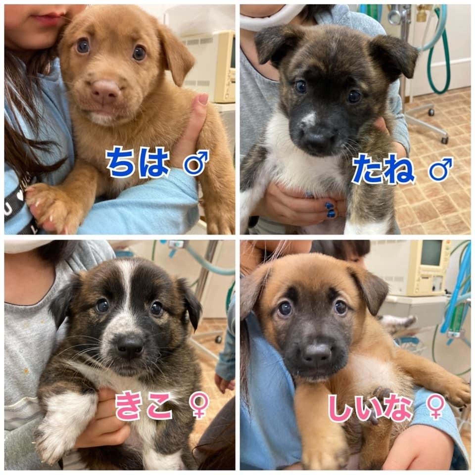pet-image-5