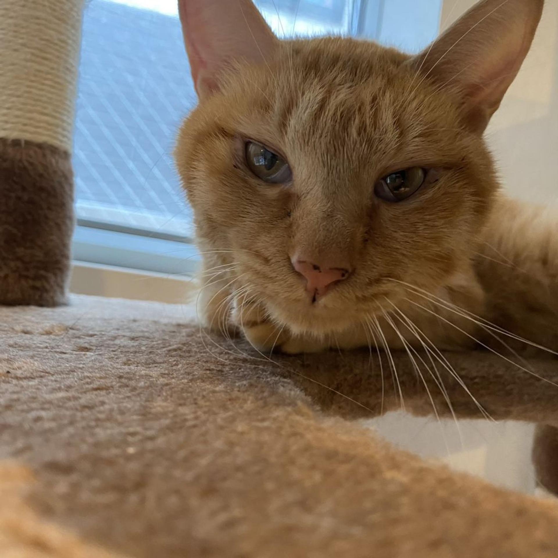 pet-image-2