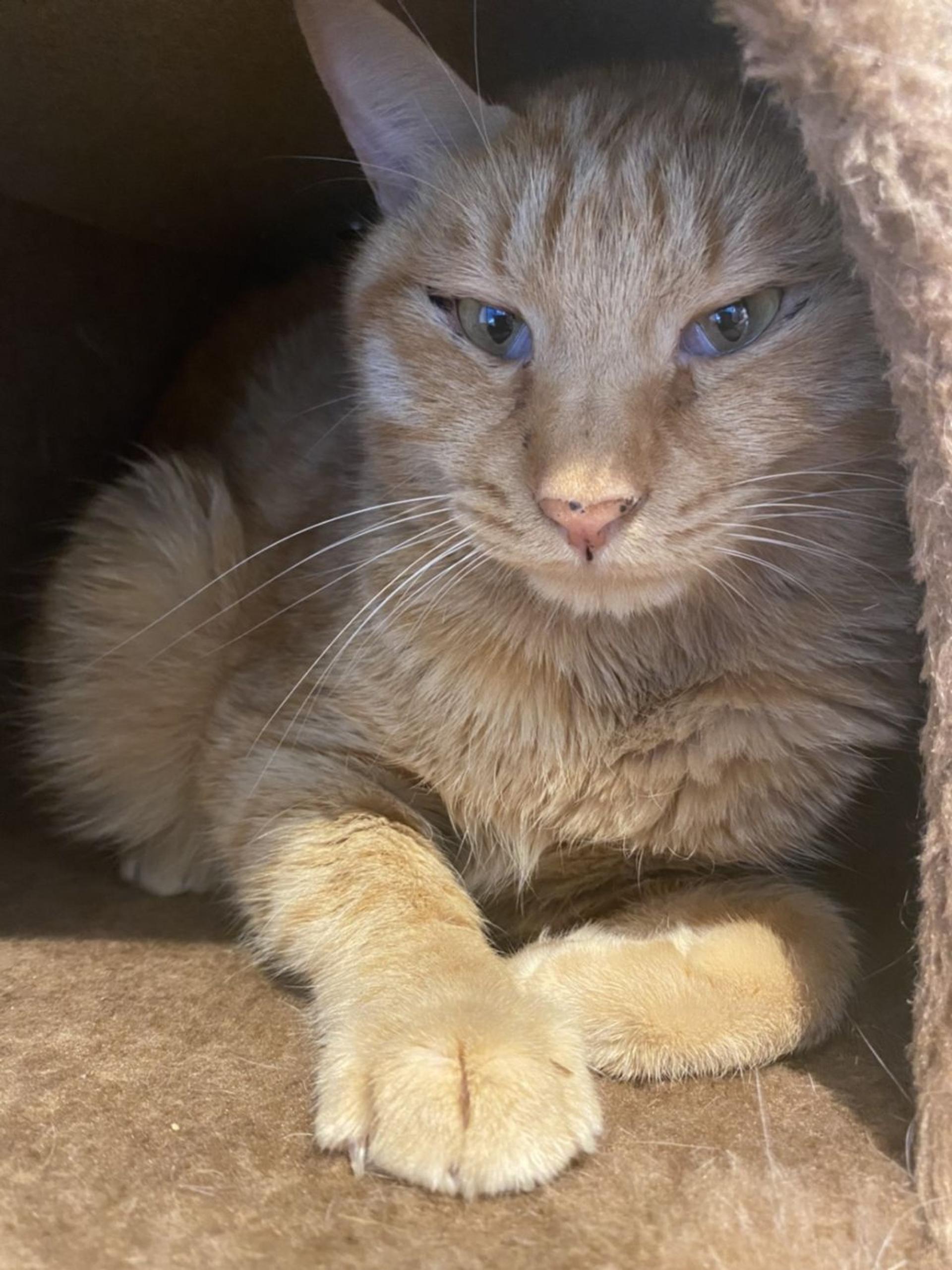 pet-image-4