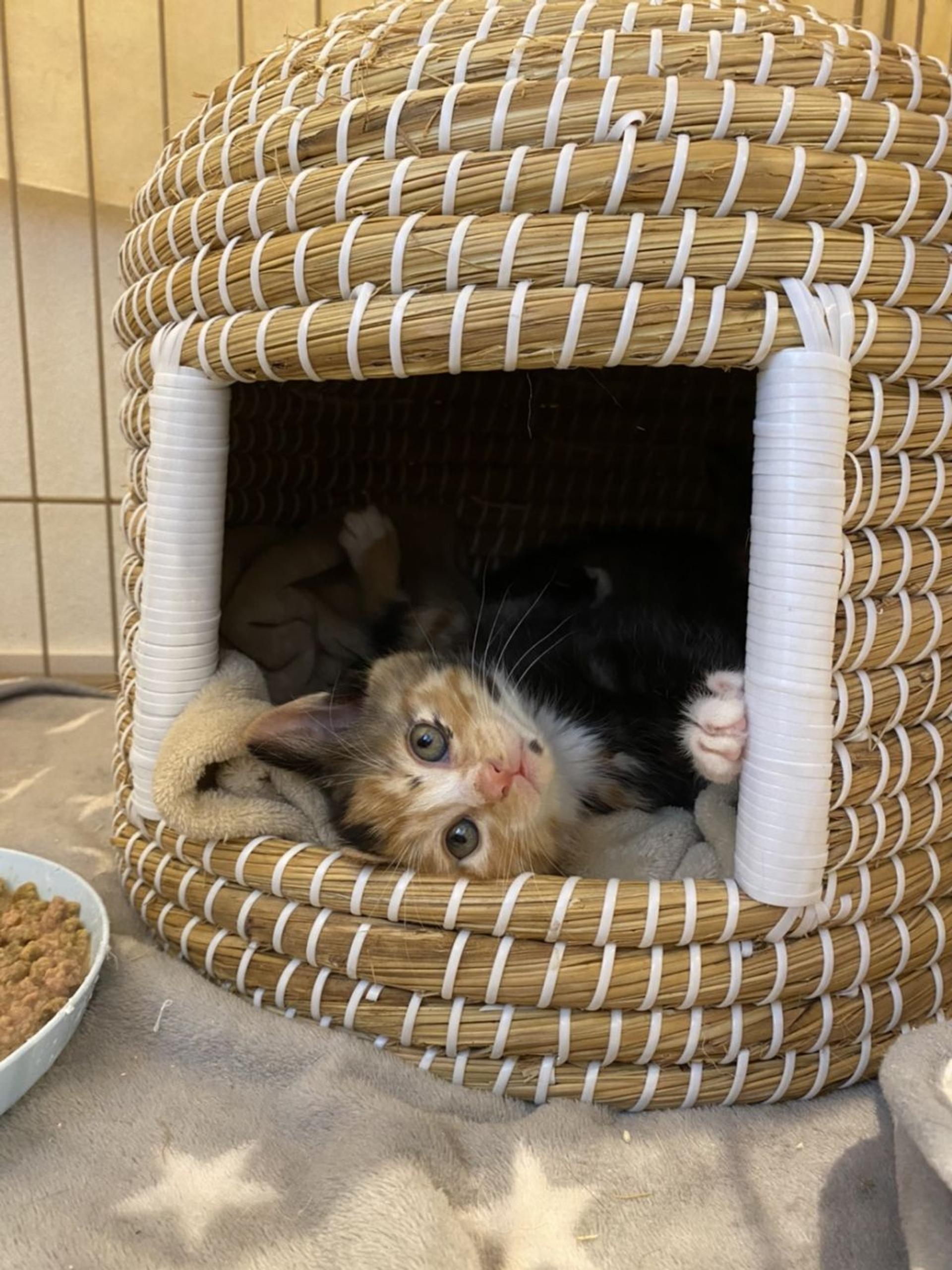 pet-image-3