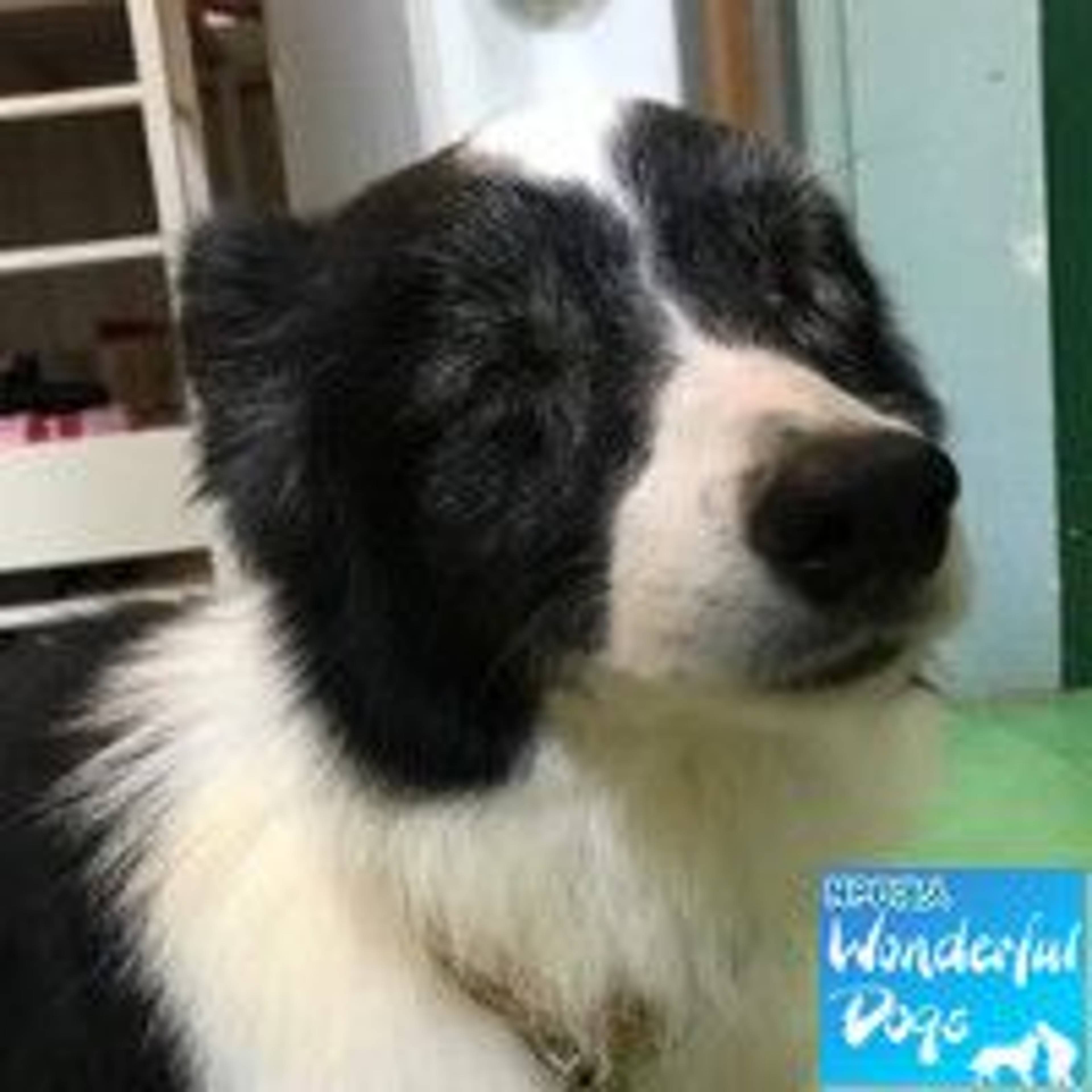 ボーダー・コリー・メスの里親募集の写真