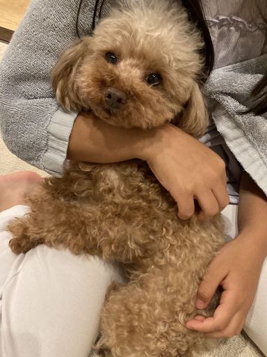 つぼみ