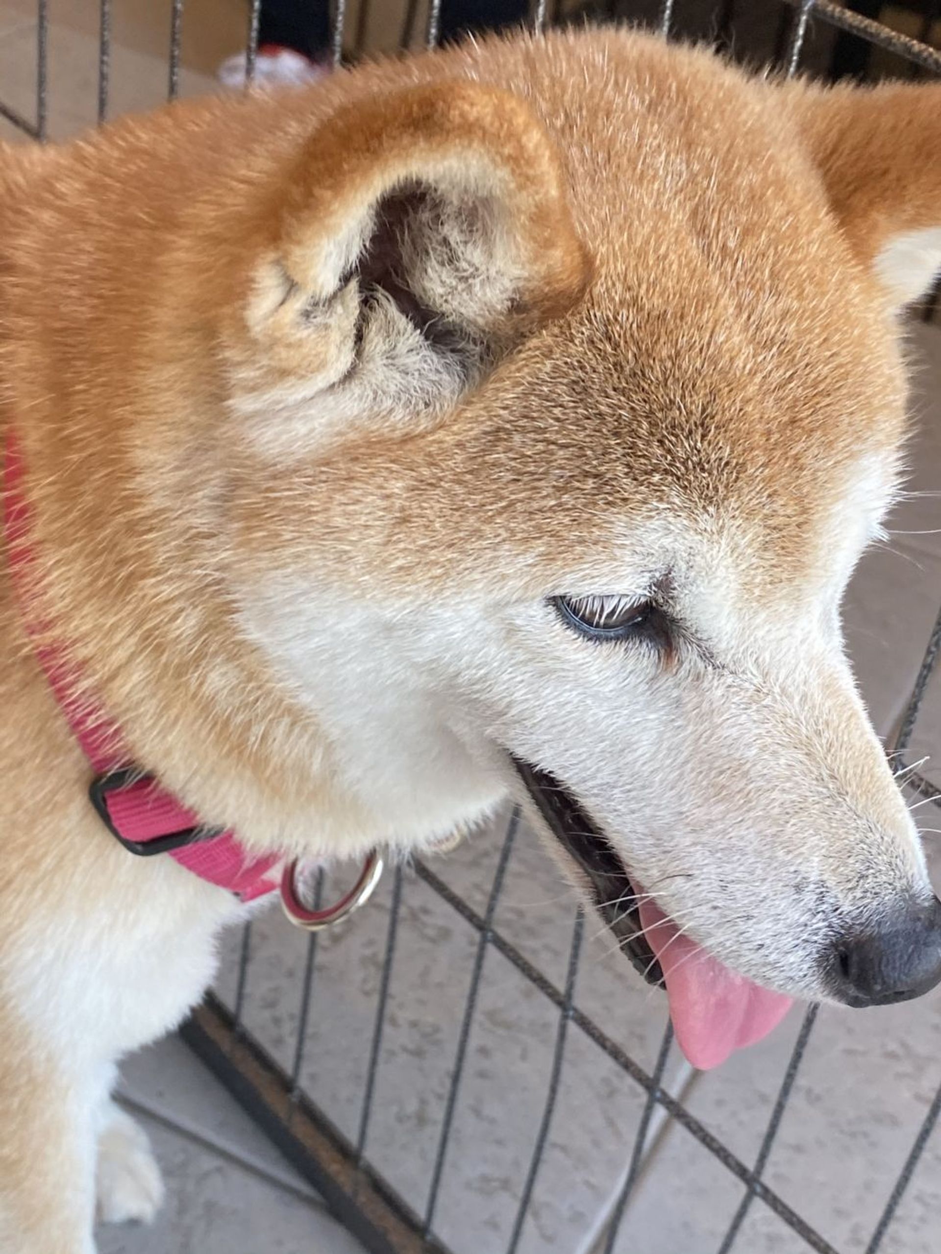 柴犬・メスの里親募集の写真