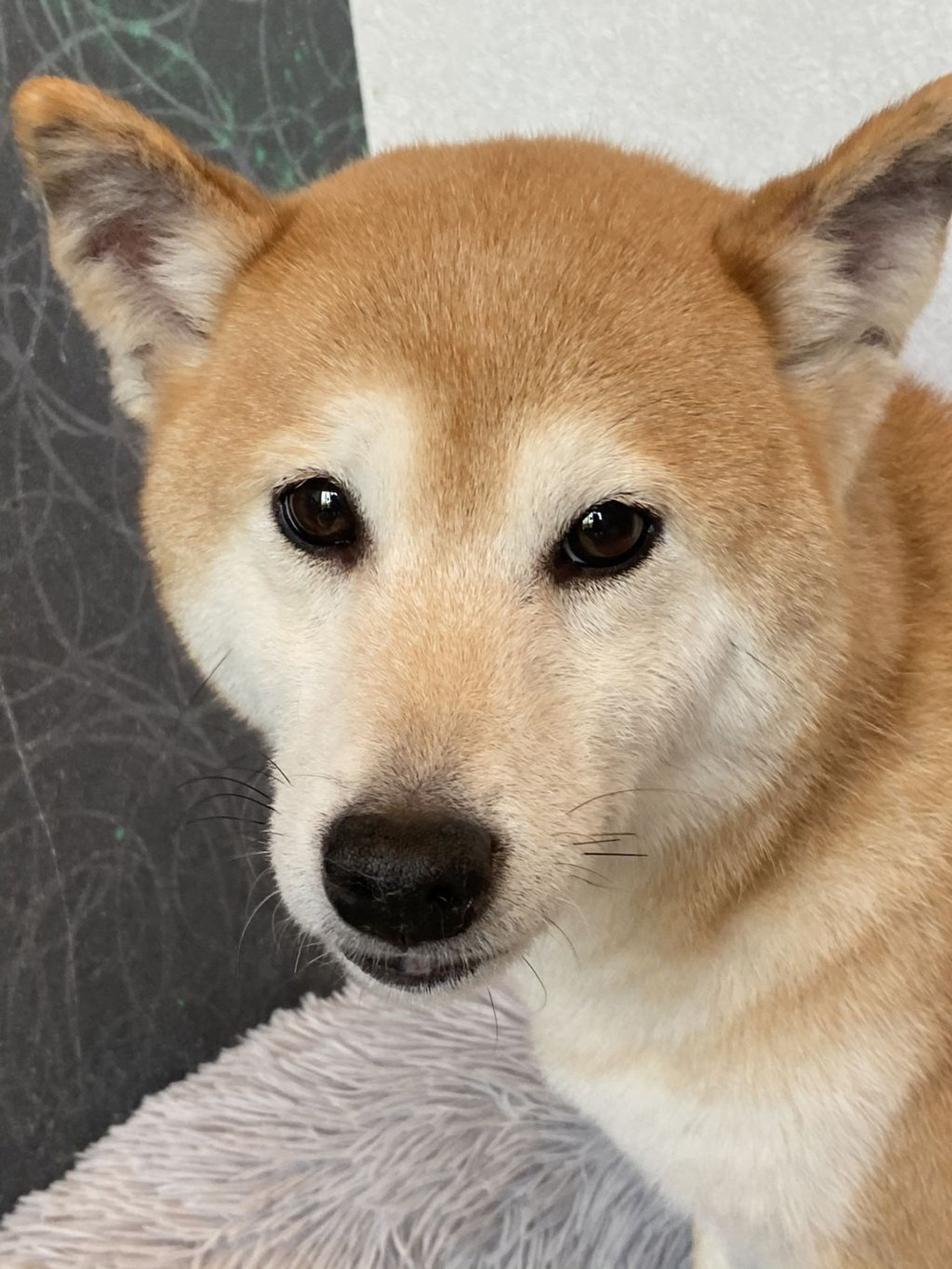 柴犬・メスの里親募集の写真