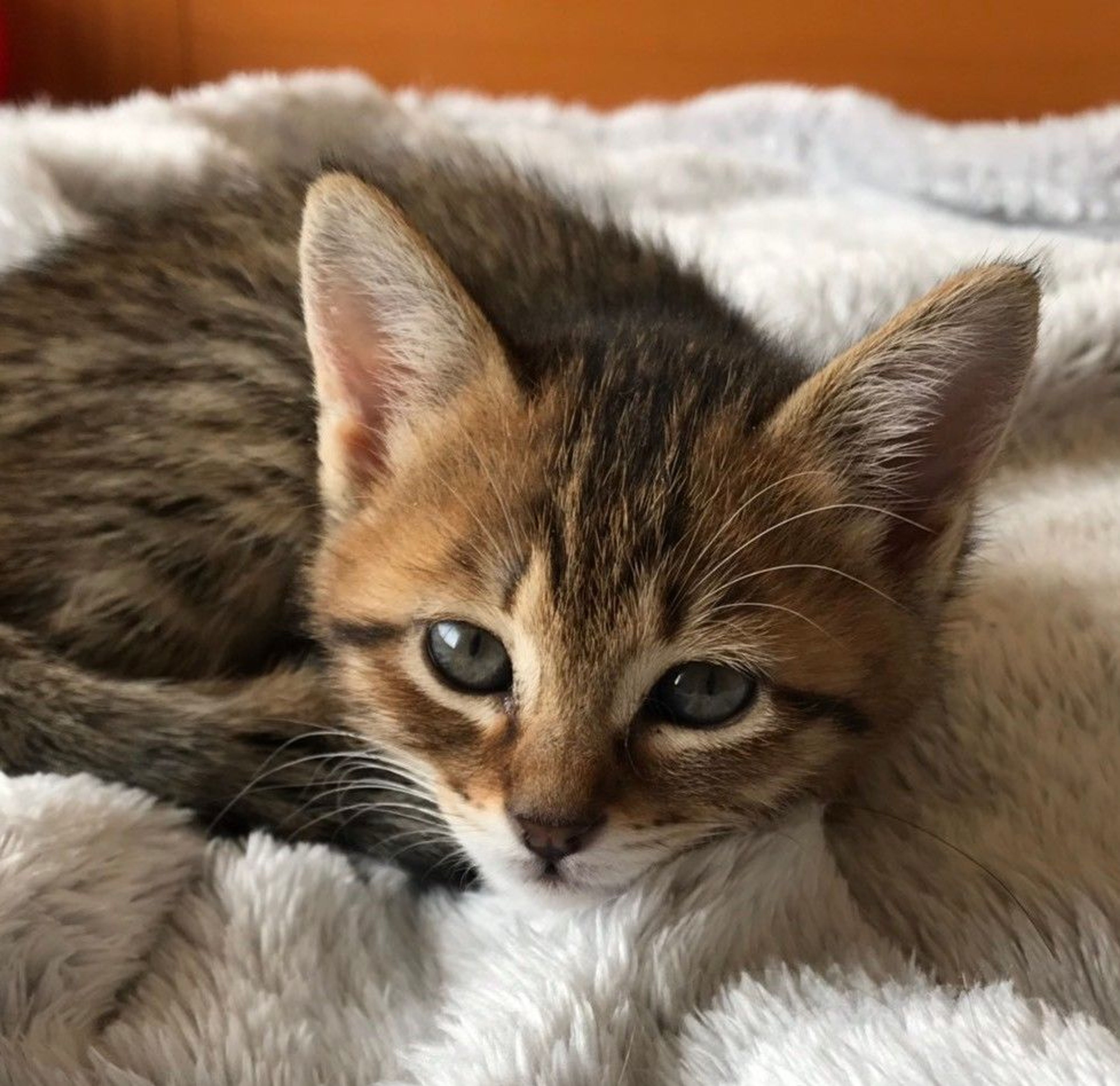 雑種（ミックス猫）・オスの里親募集の写真