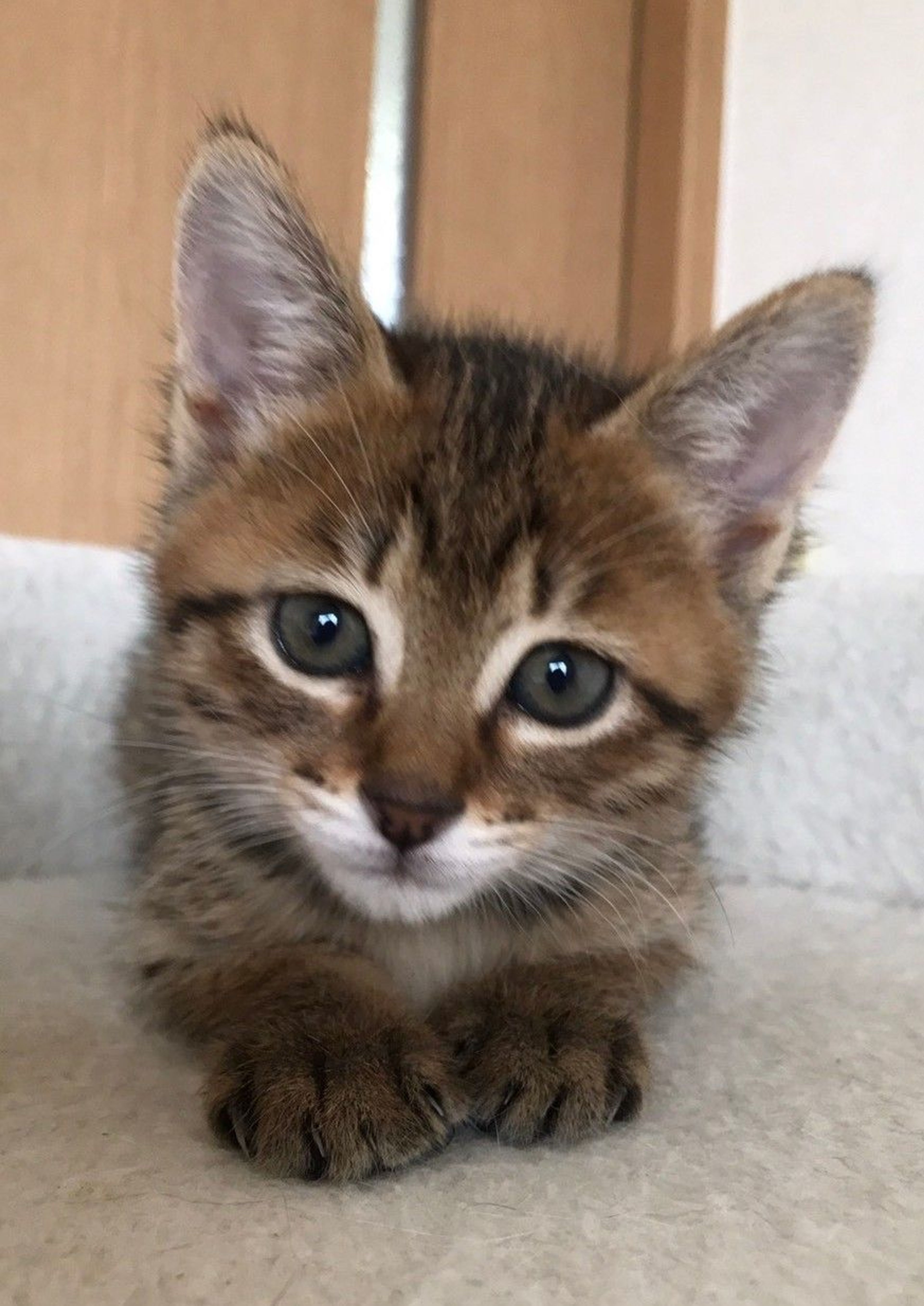 pet-image-2