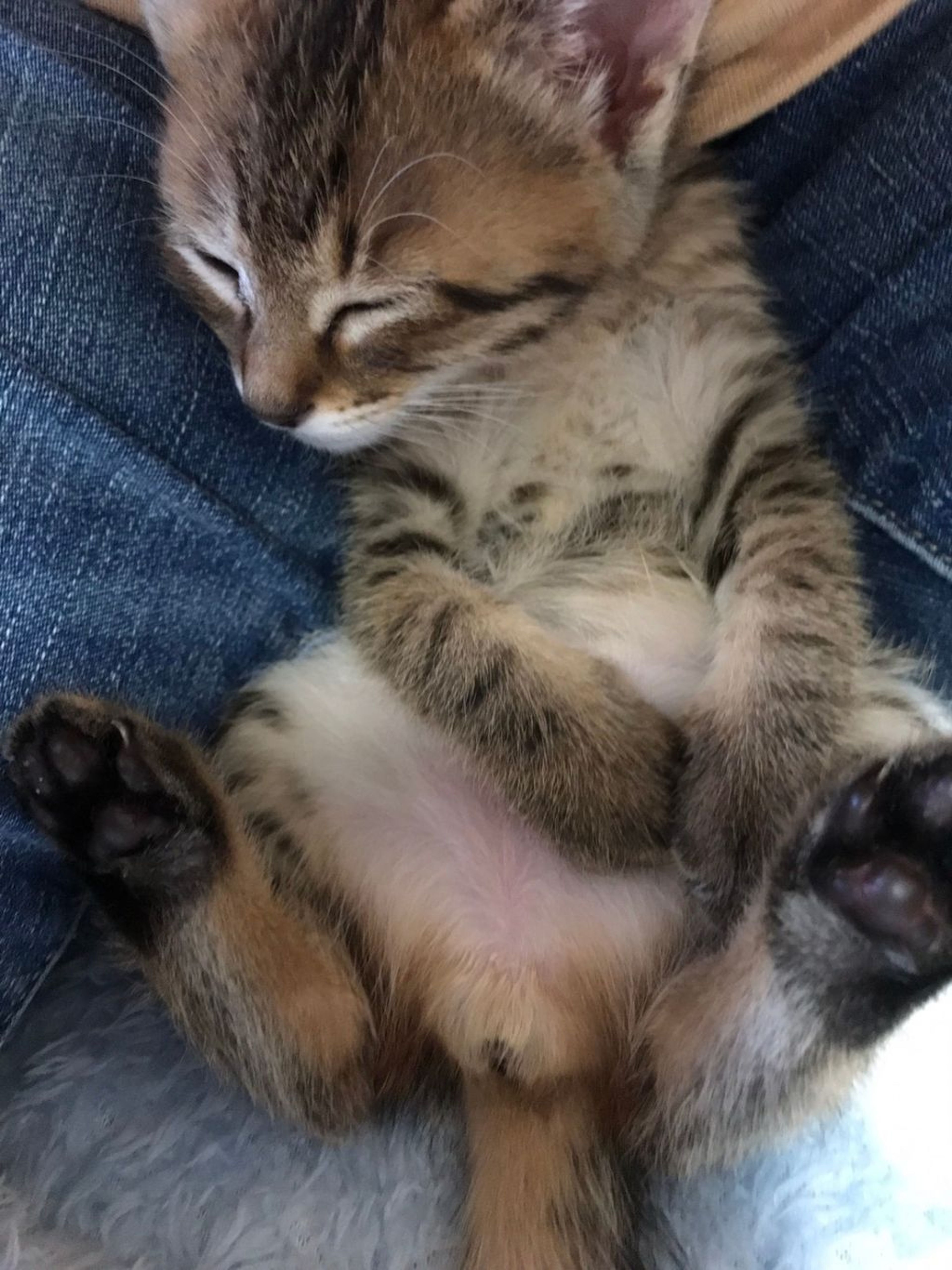pet-image-3