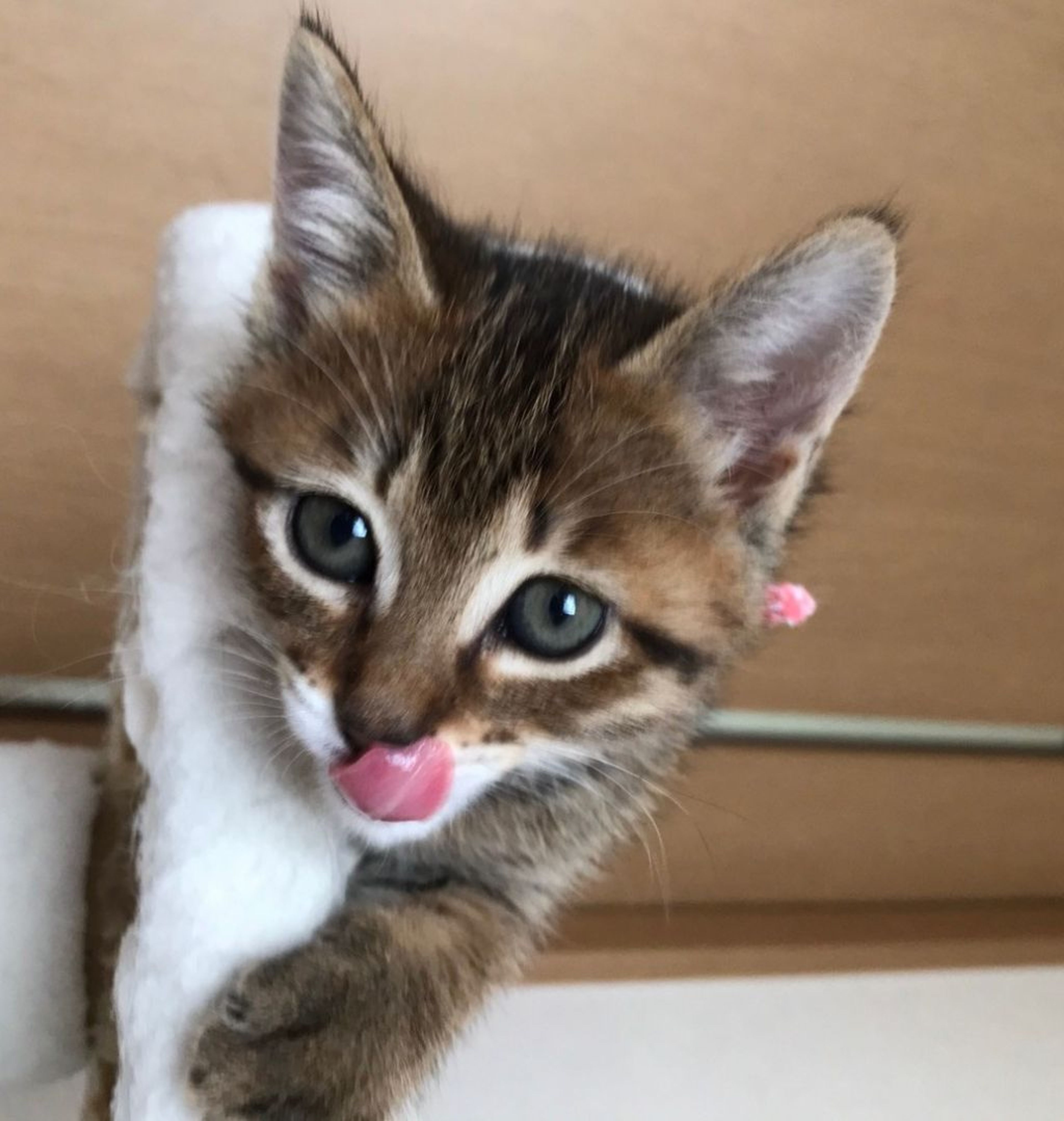 pet-image-4