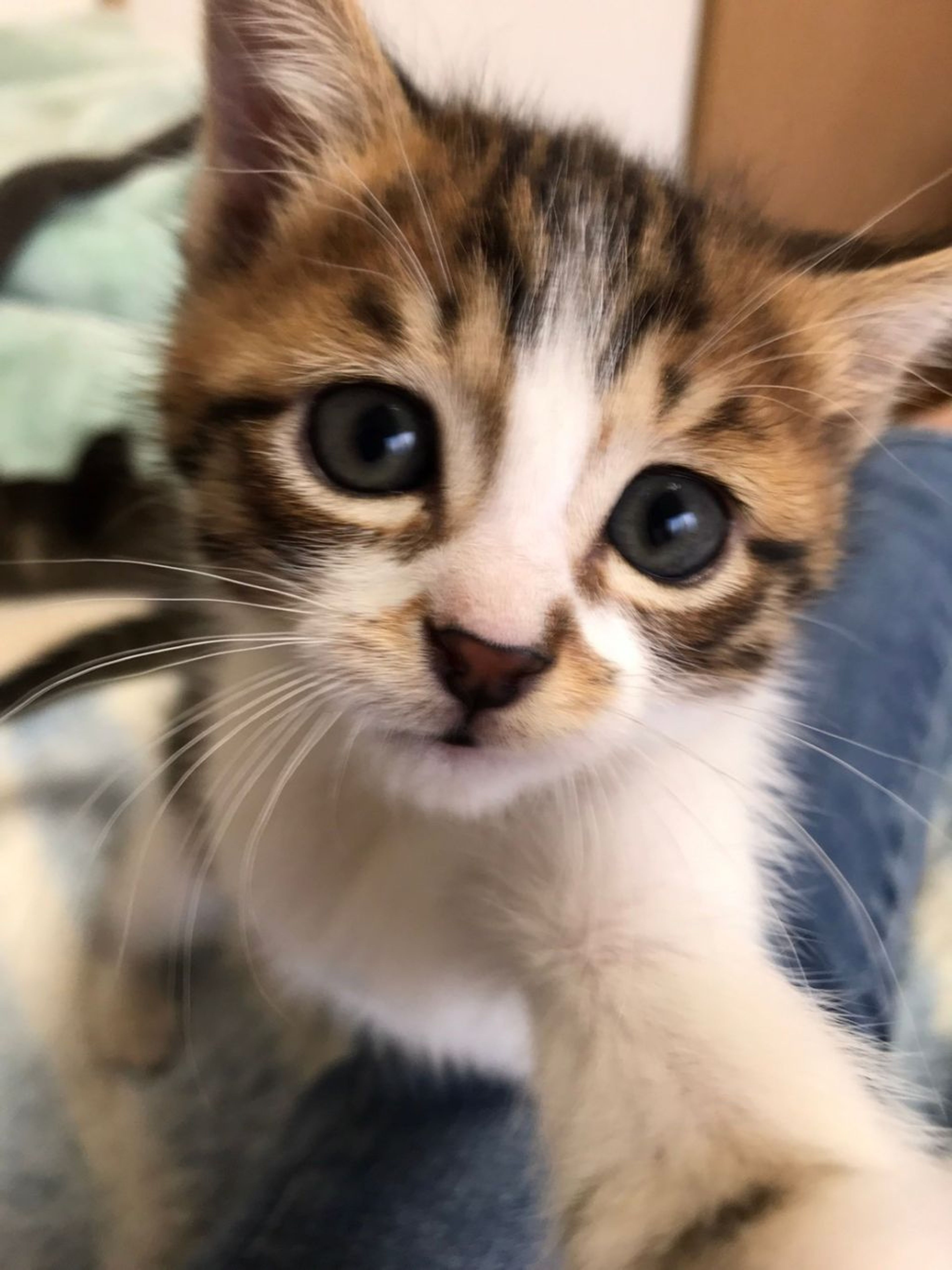 雑種（ミックス猫）・メスの里親募集の写真