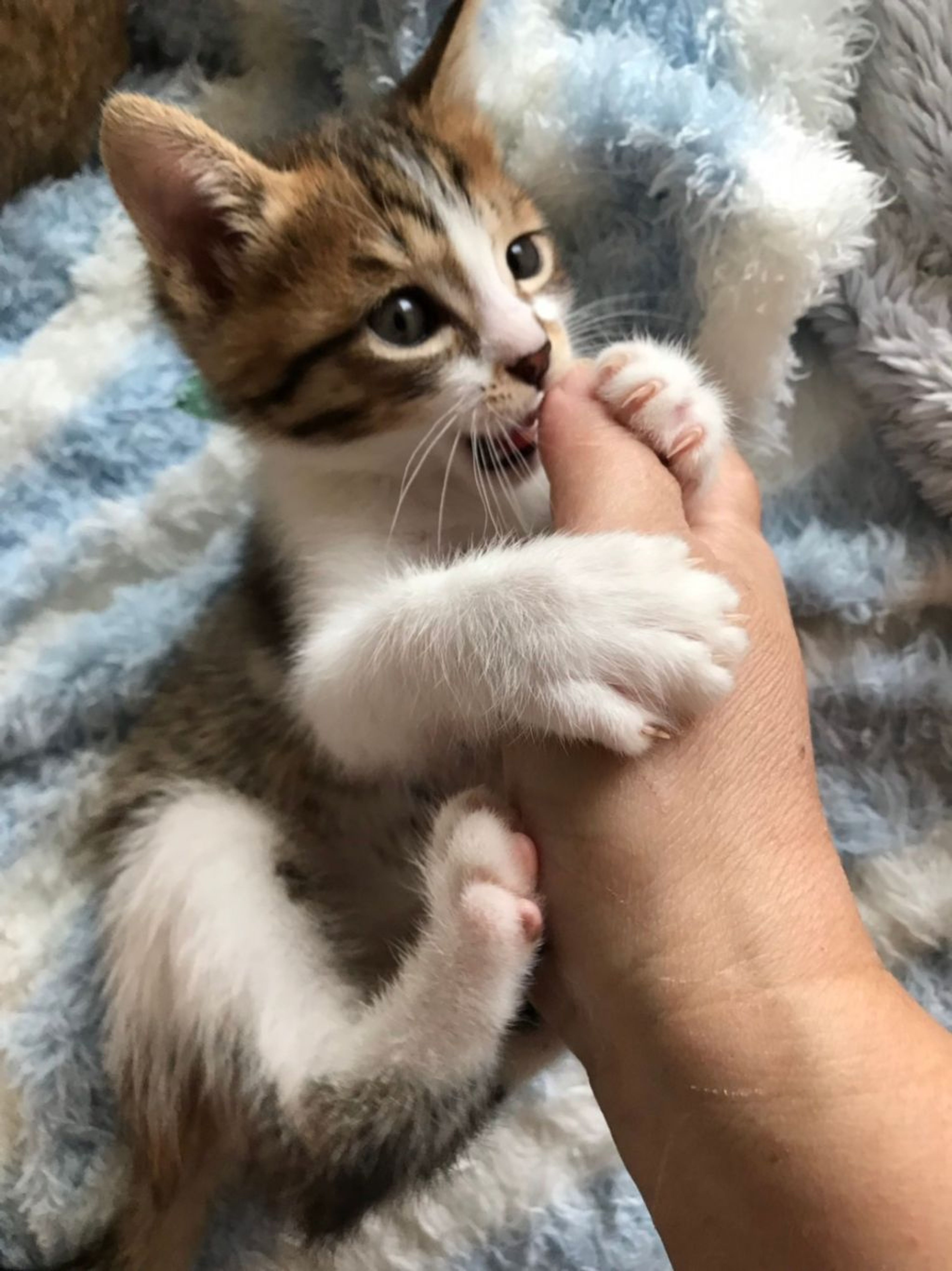 pet-image-2