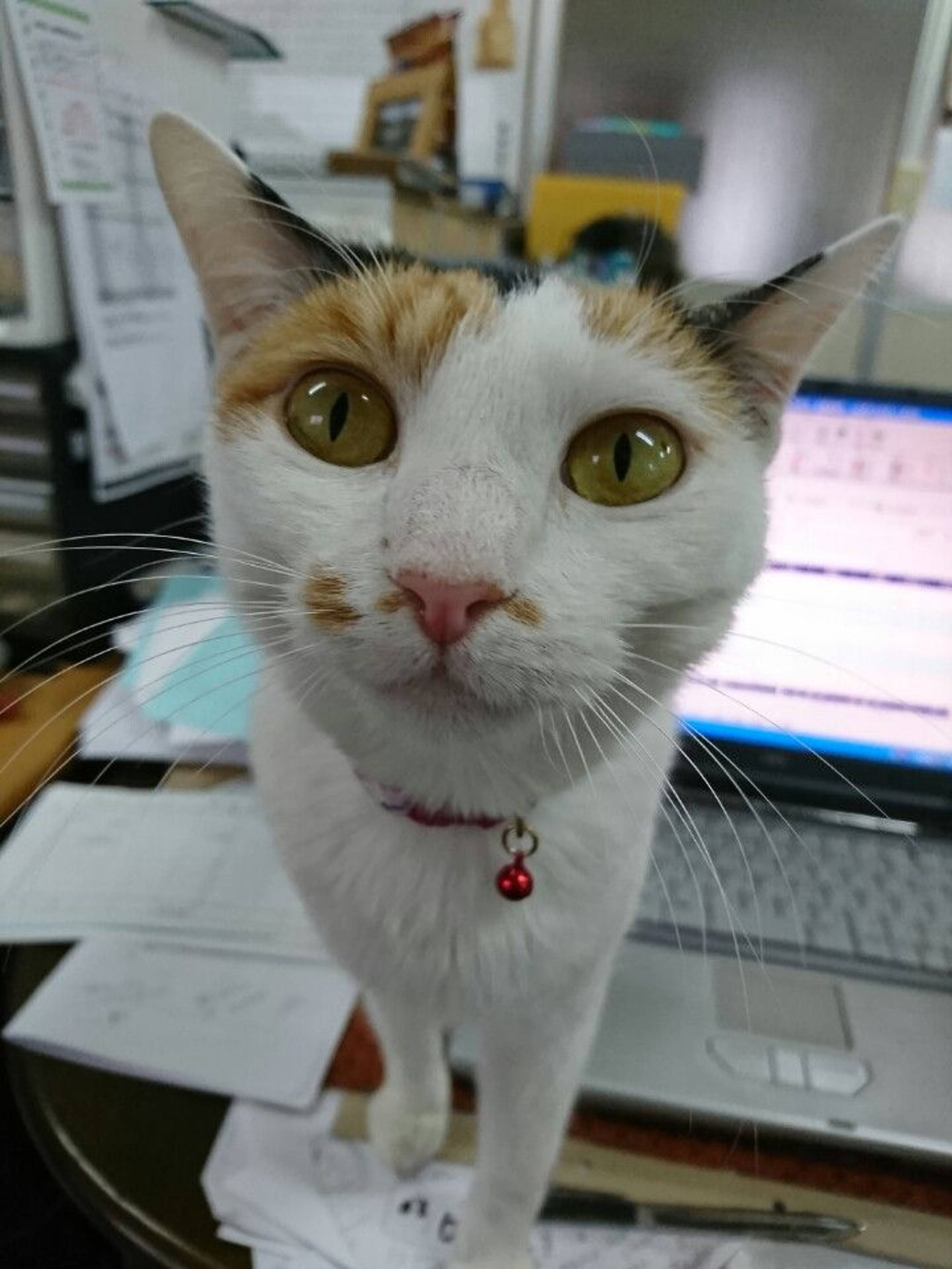 雑種（ミックス猫）・メスの里親募集の写真