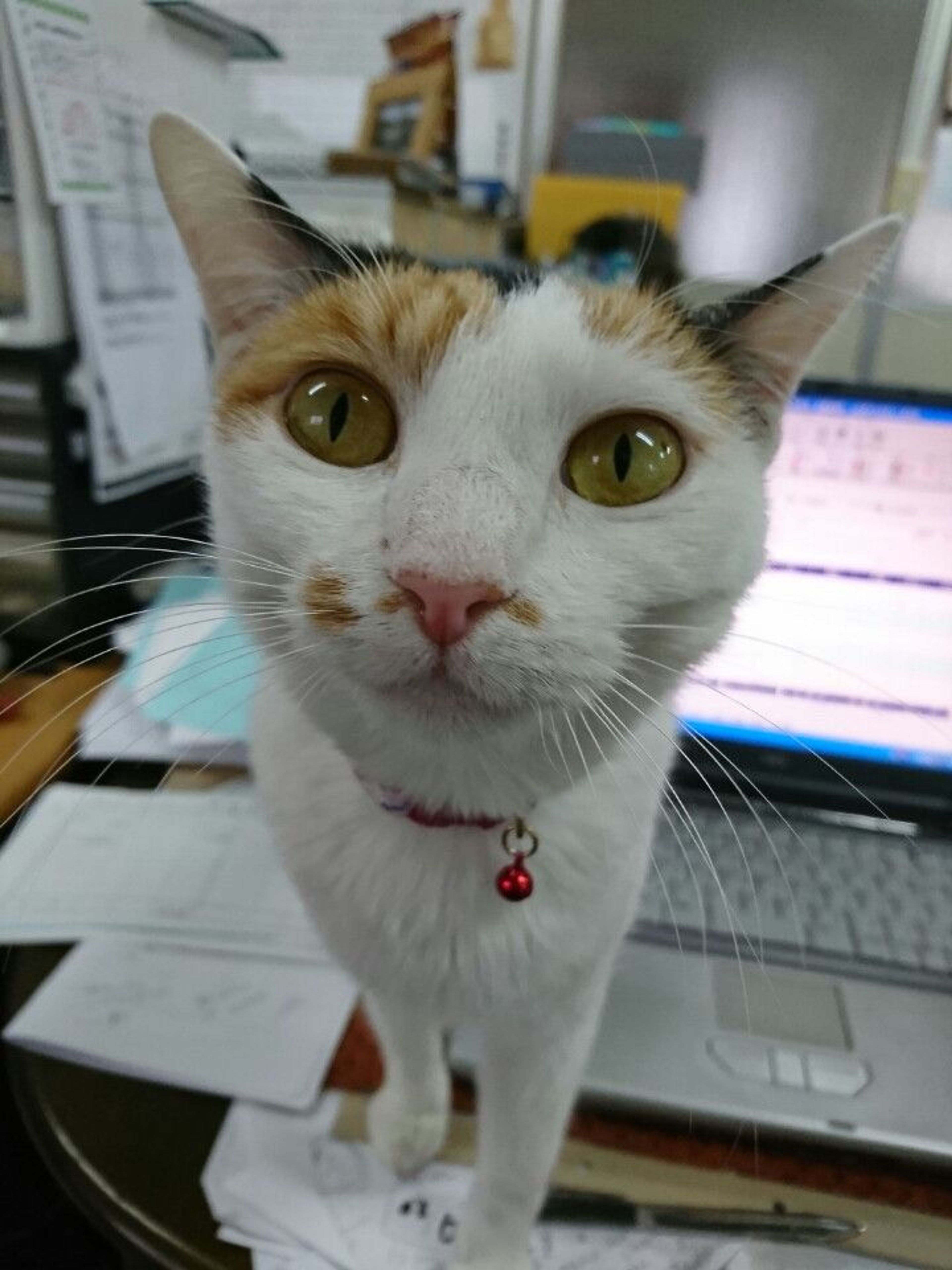 雑種（ミックス猫）・メスの里親募集の写真