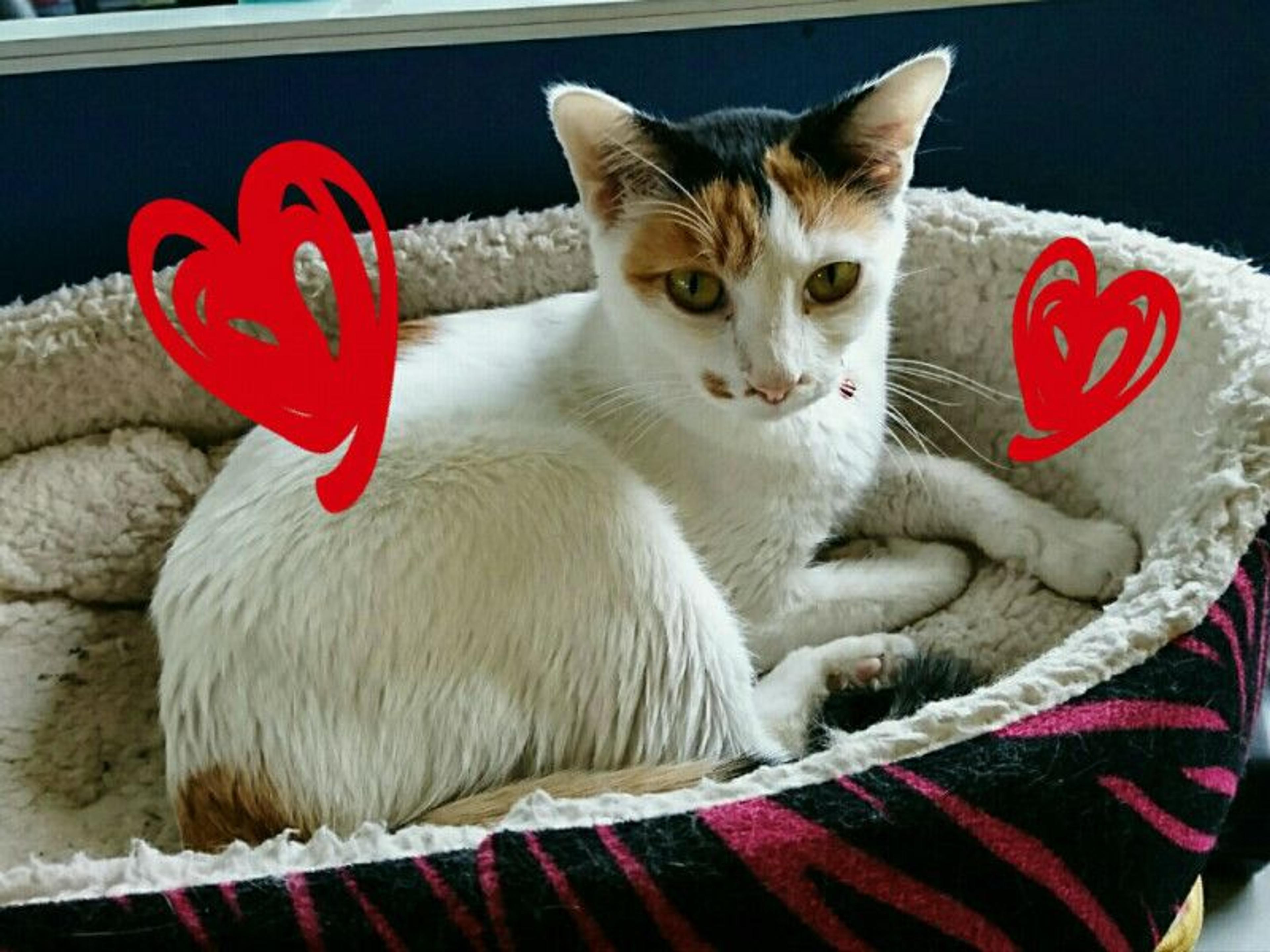 pet-image-2