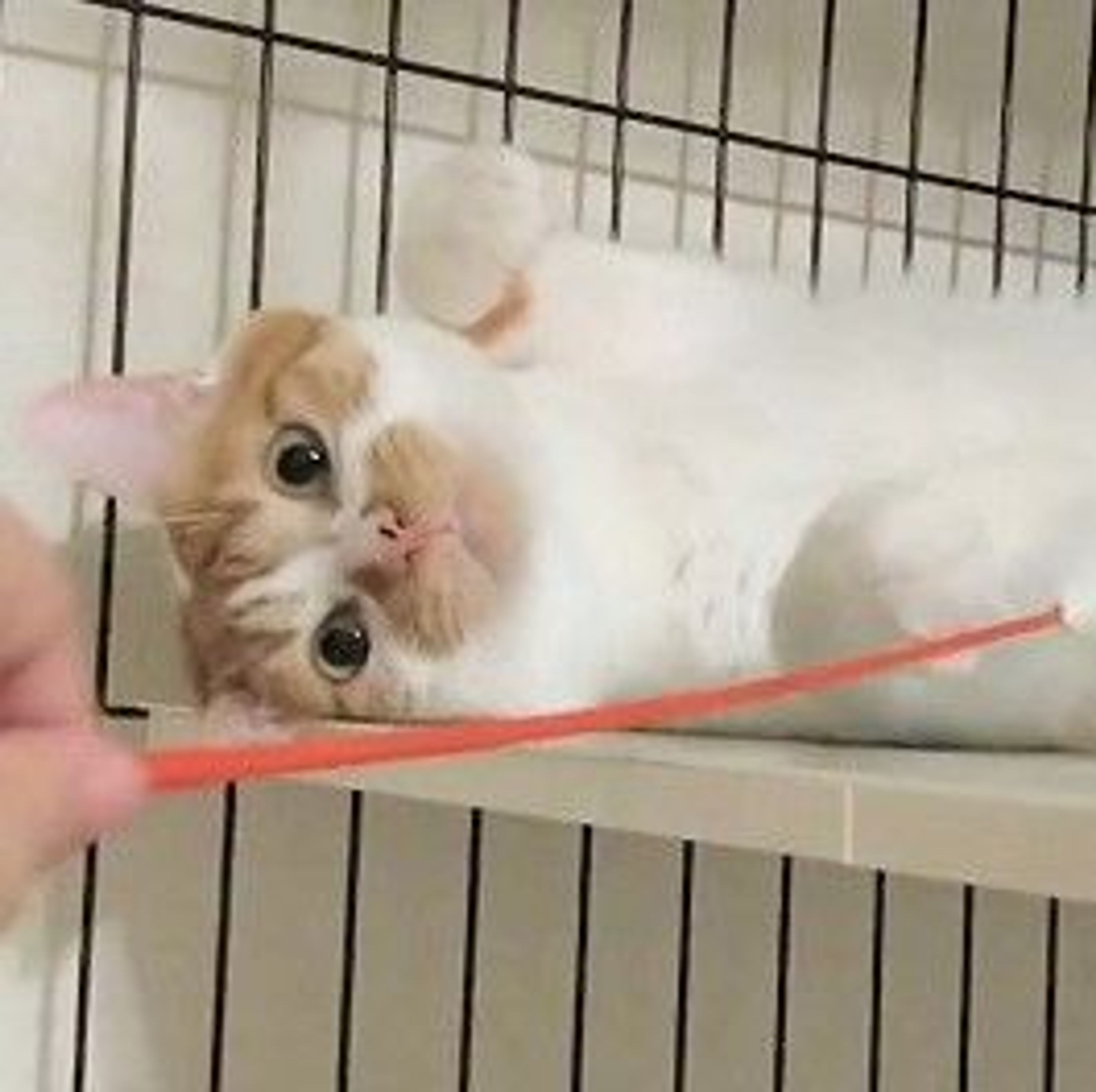 雑種（ミックス猫）・オスの里親募集の写真