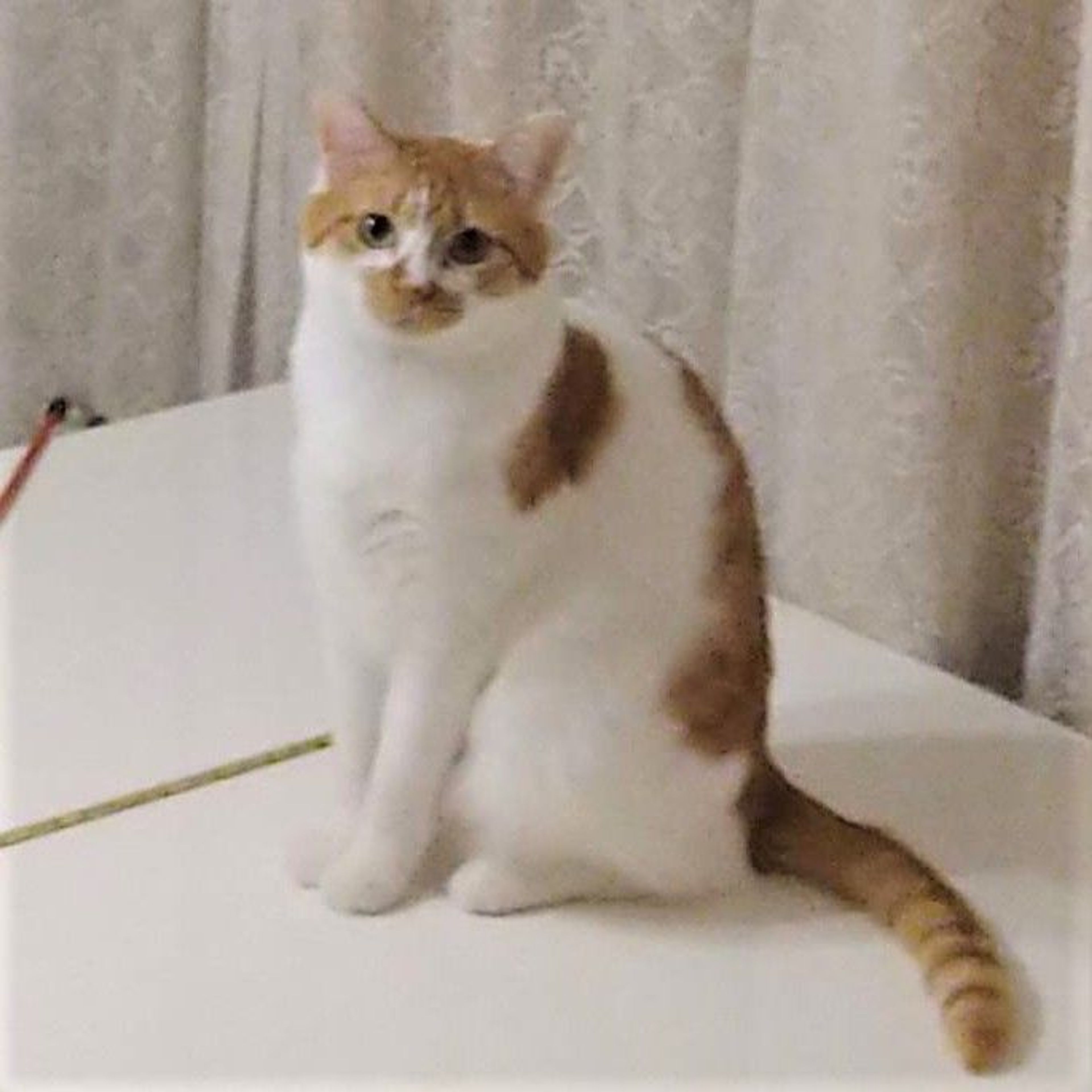 pet-image-2