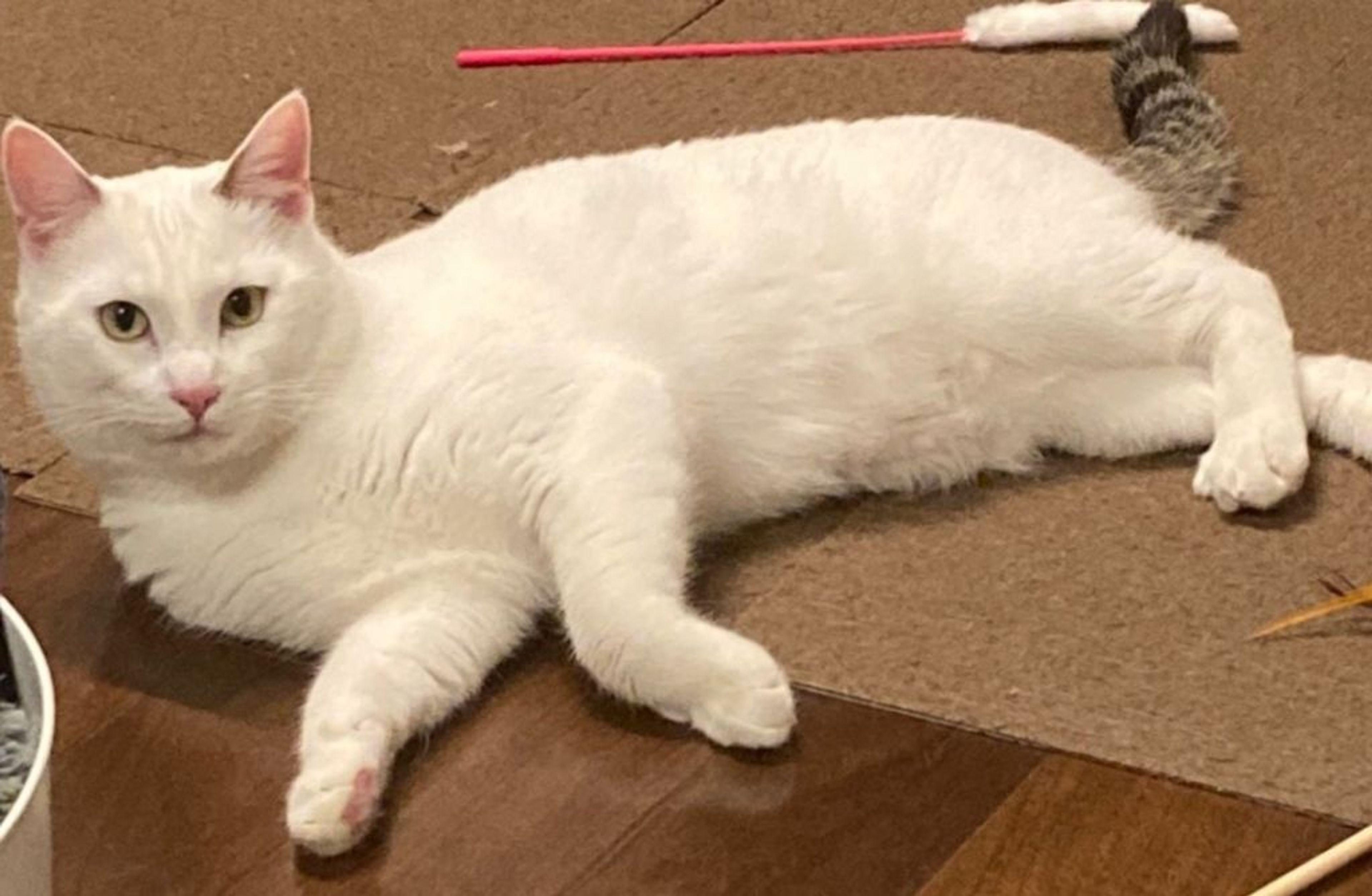 pet-image-2