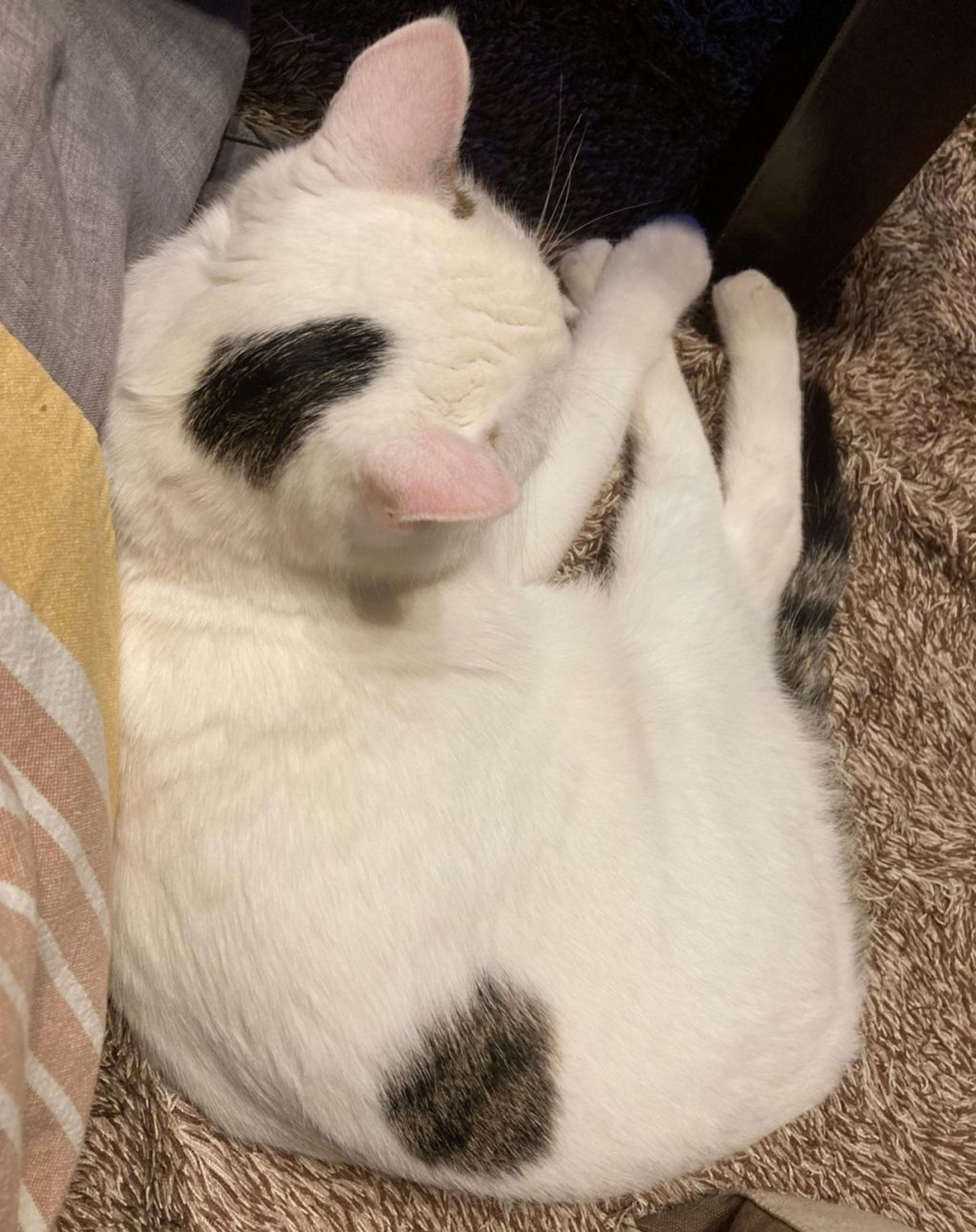 pet-image-3