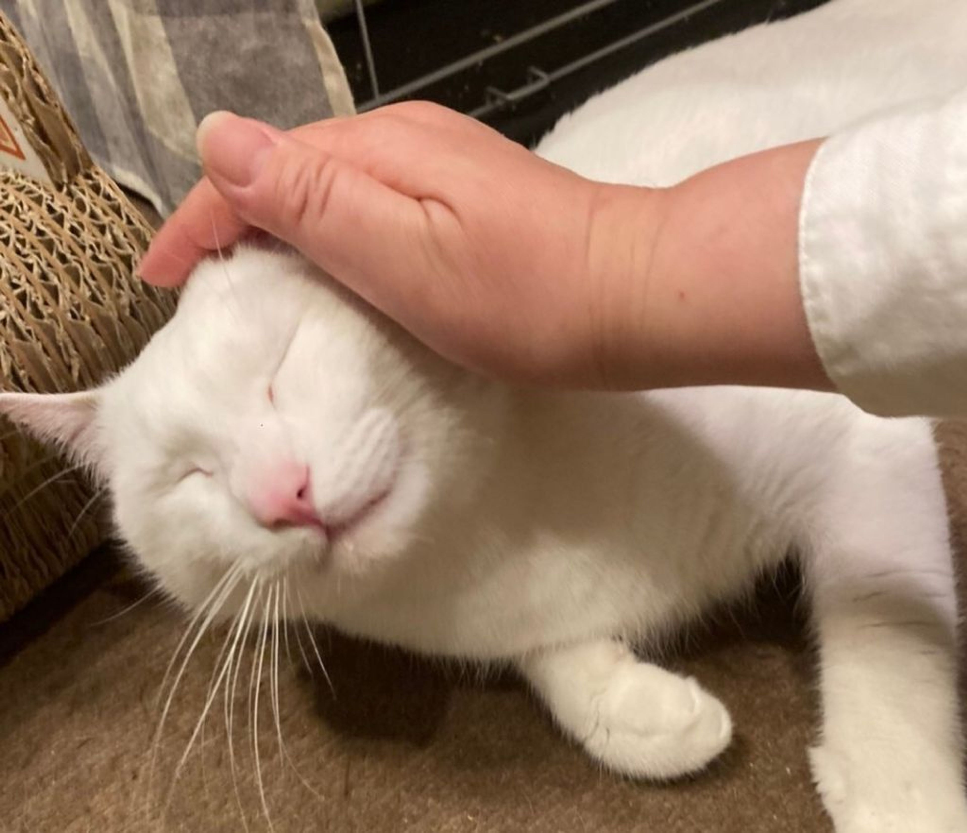 pet-image-4