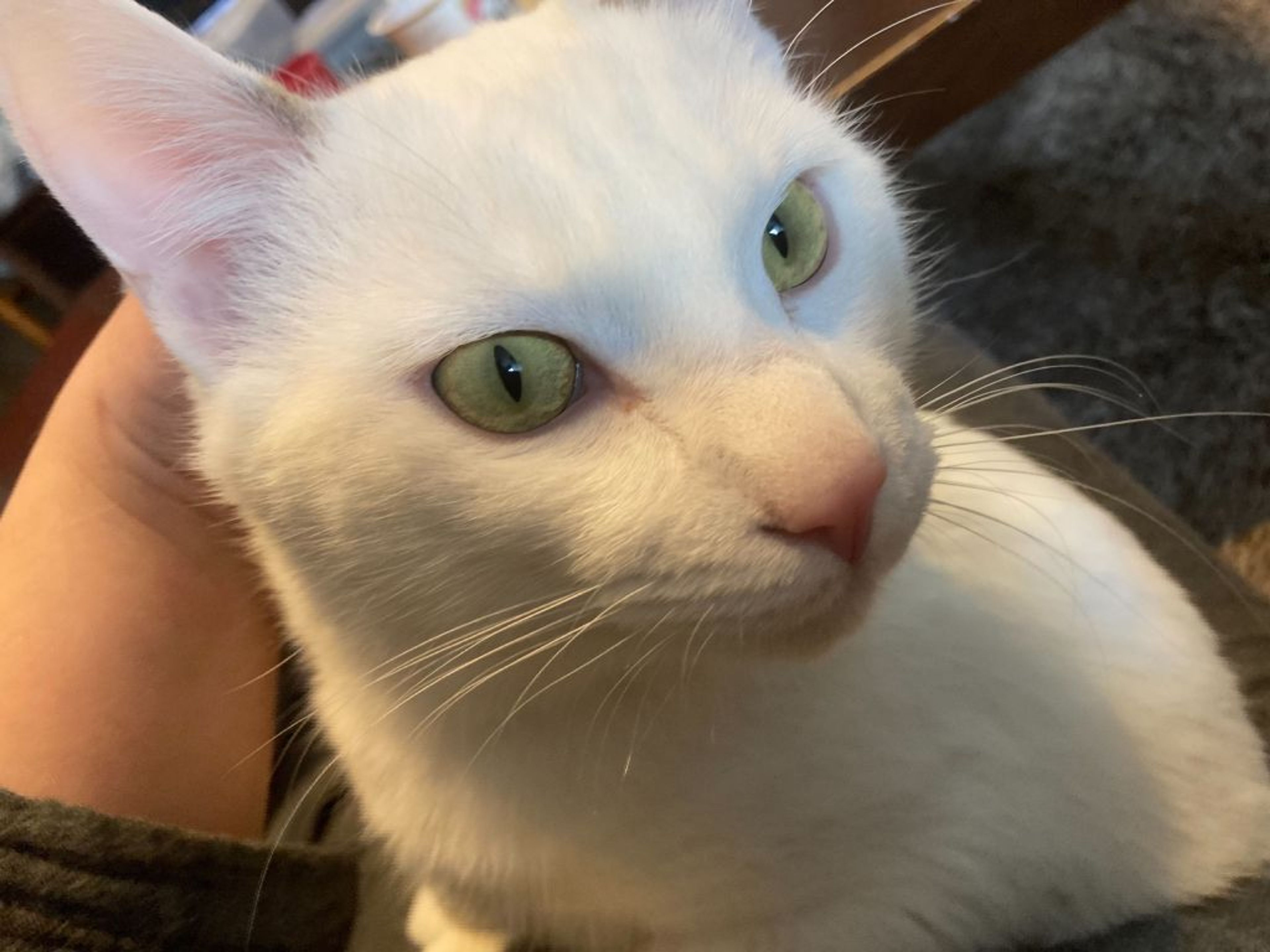pet-image-5