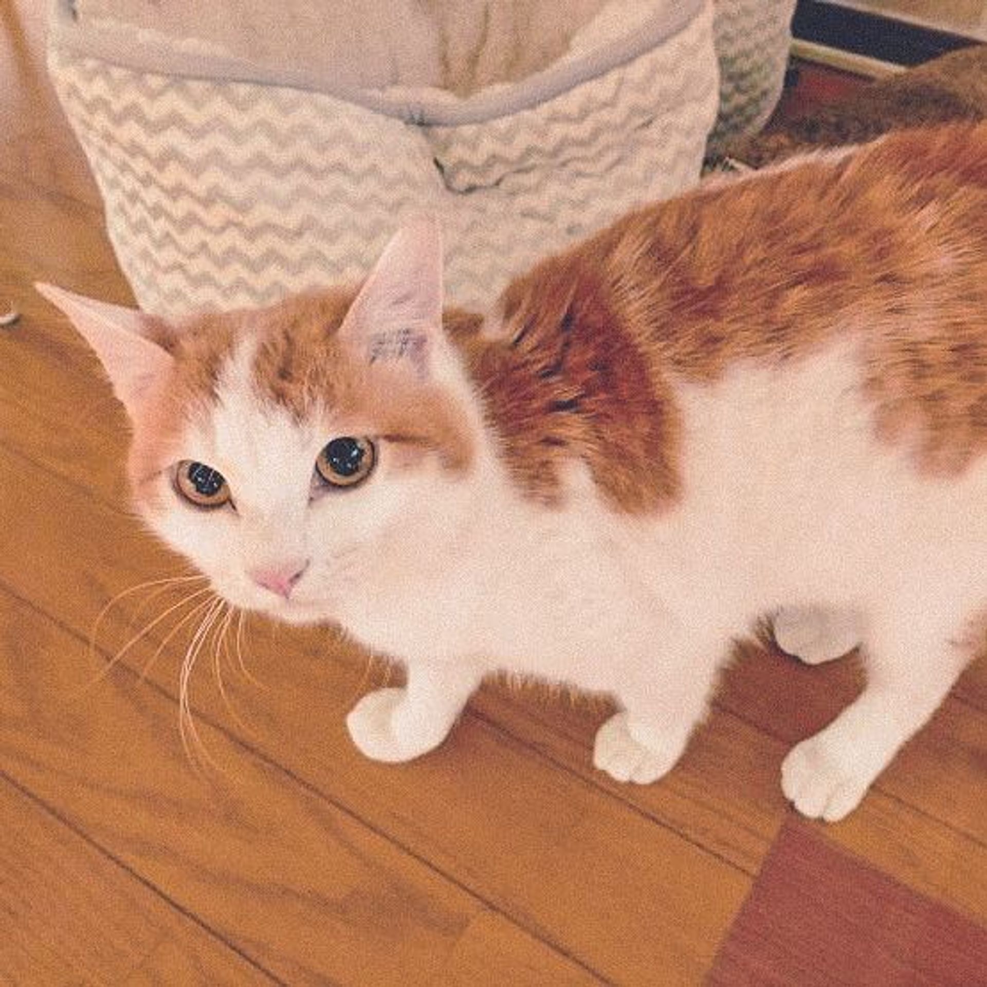 雑種（ミックス猫）・オスの里親募集の写真