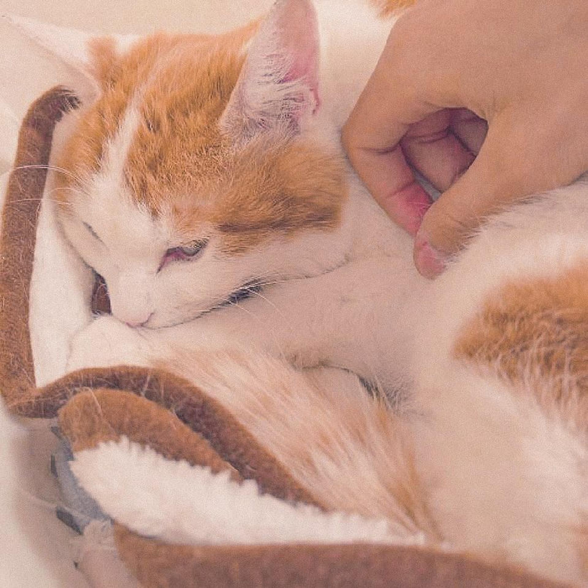 pet-image-4
