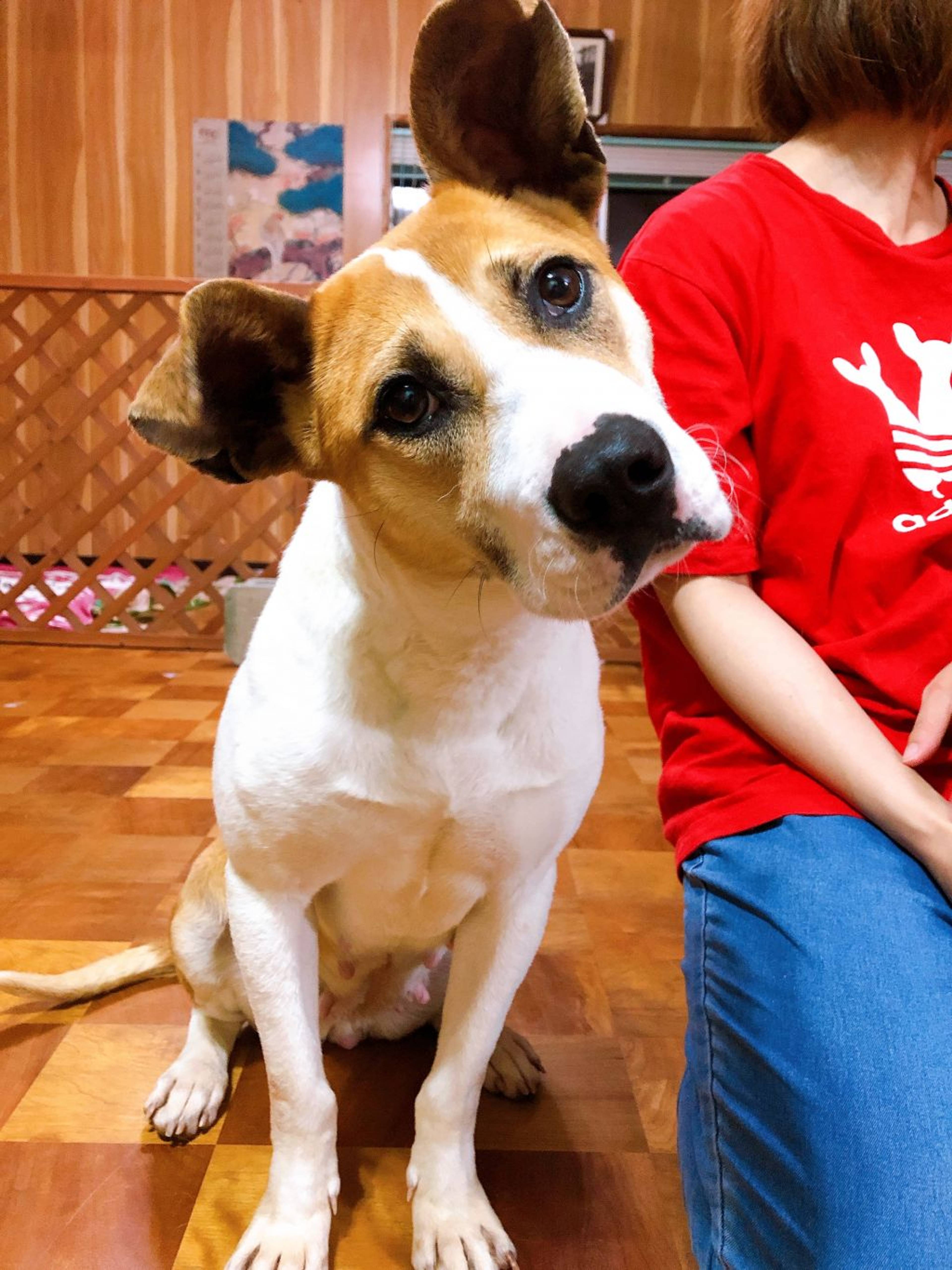 雑種（ミックス犬）・メスの里親募集の写真
