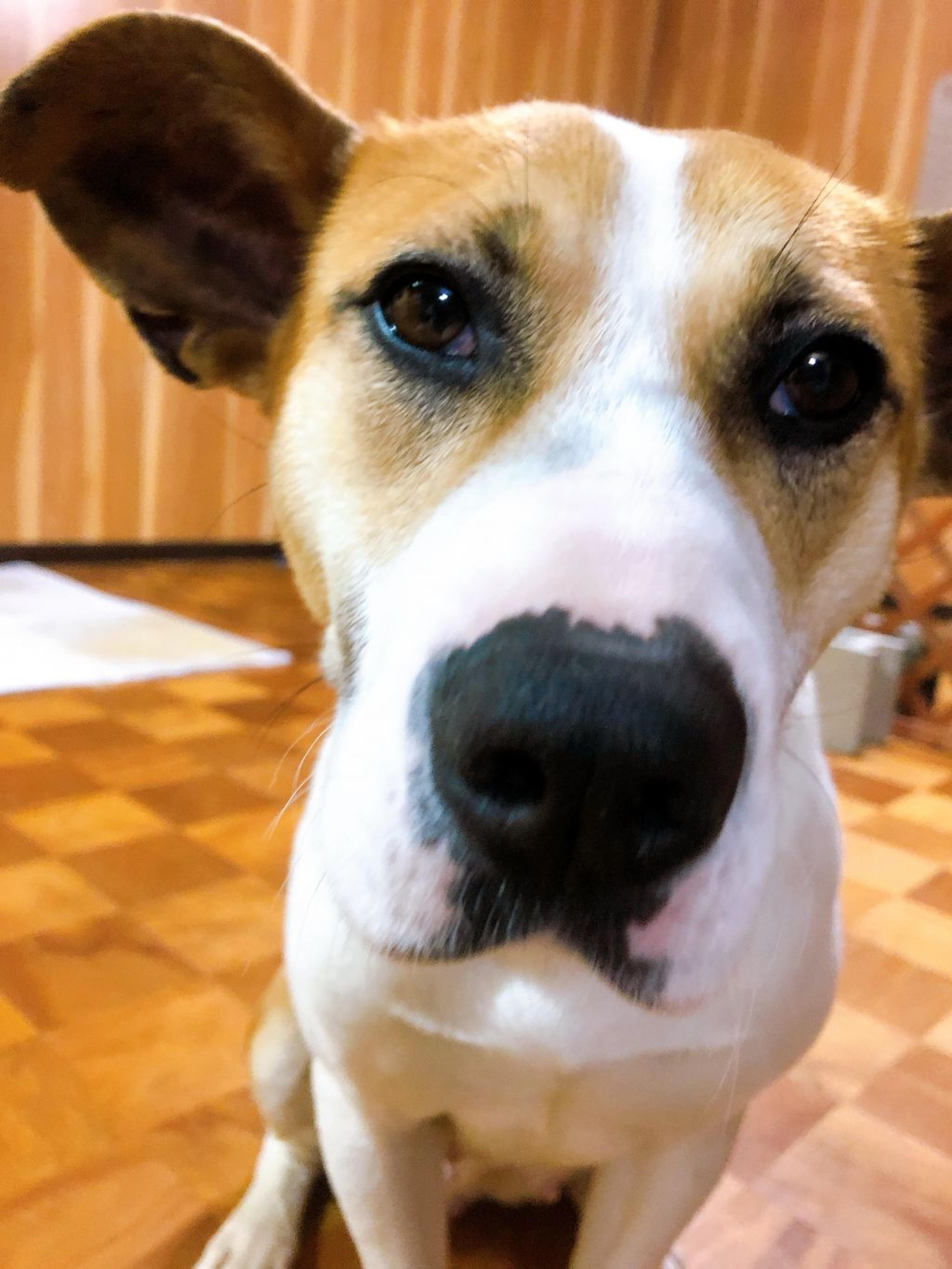 pet-image-2