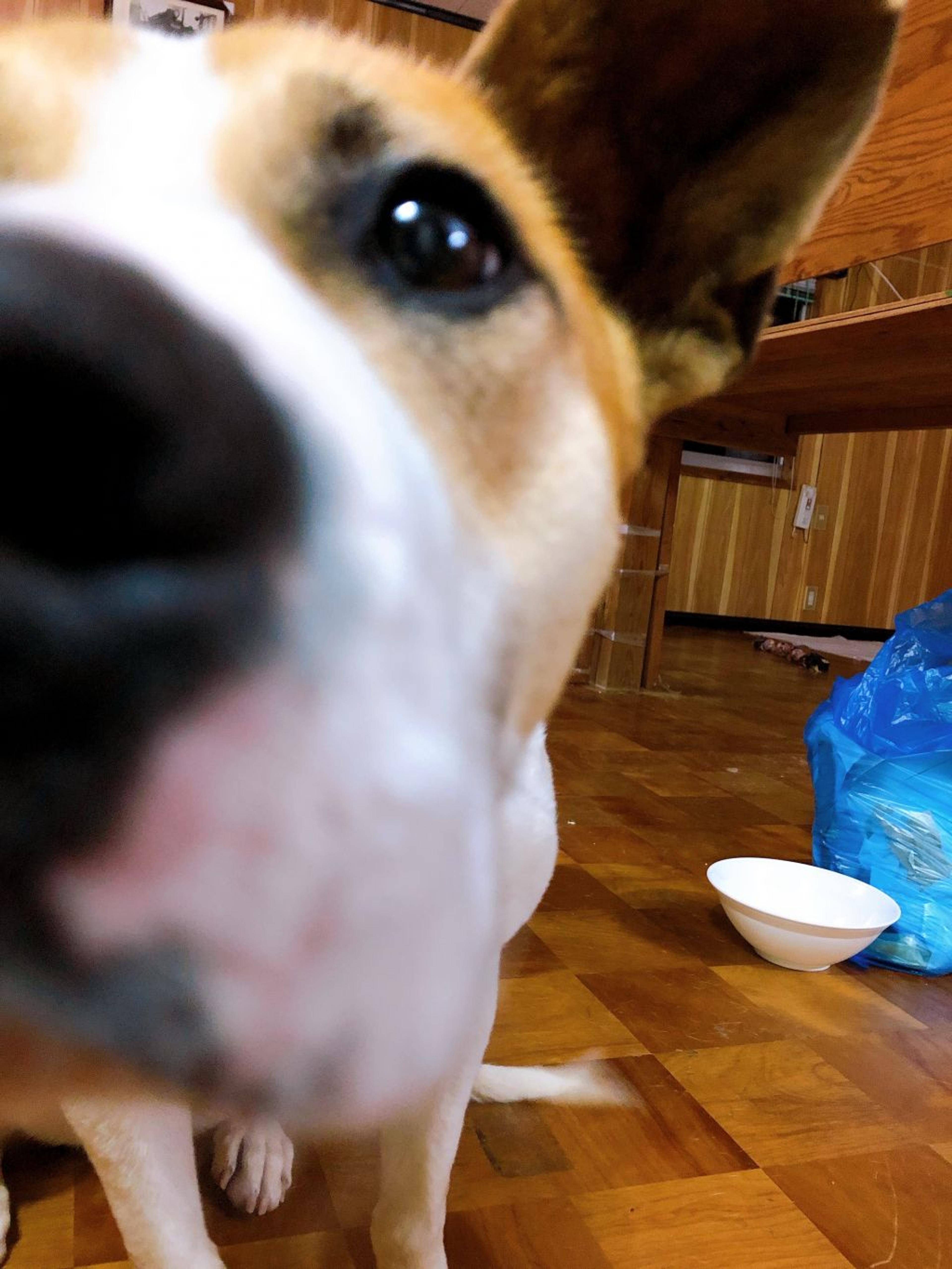pet-image-3