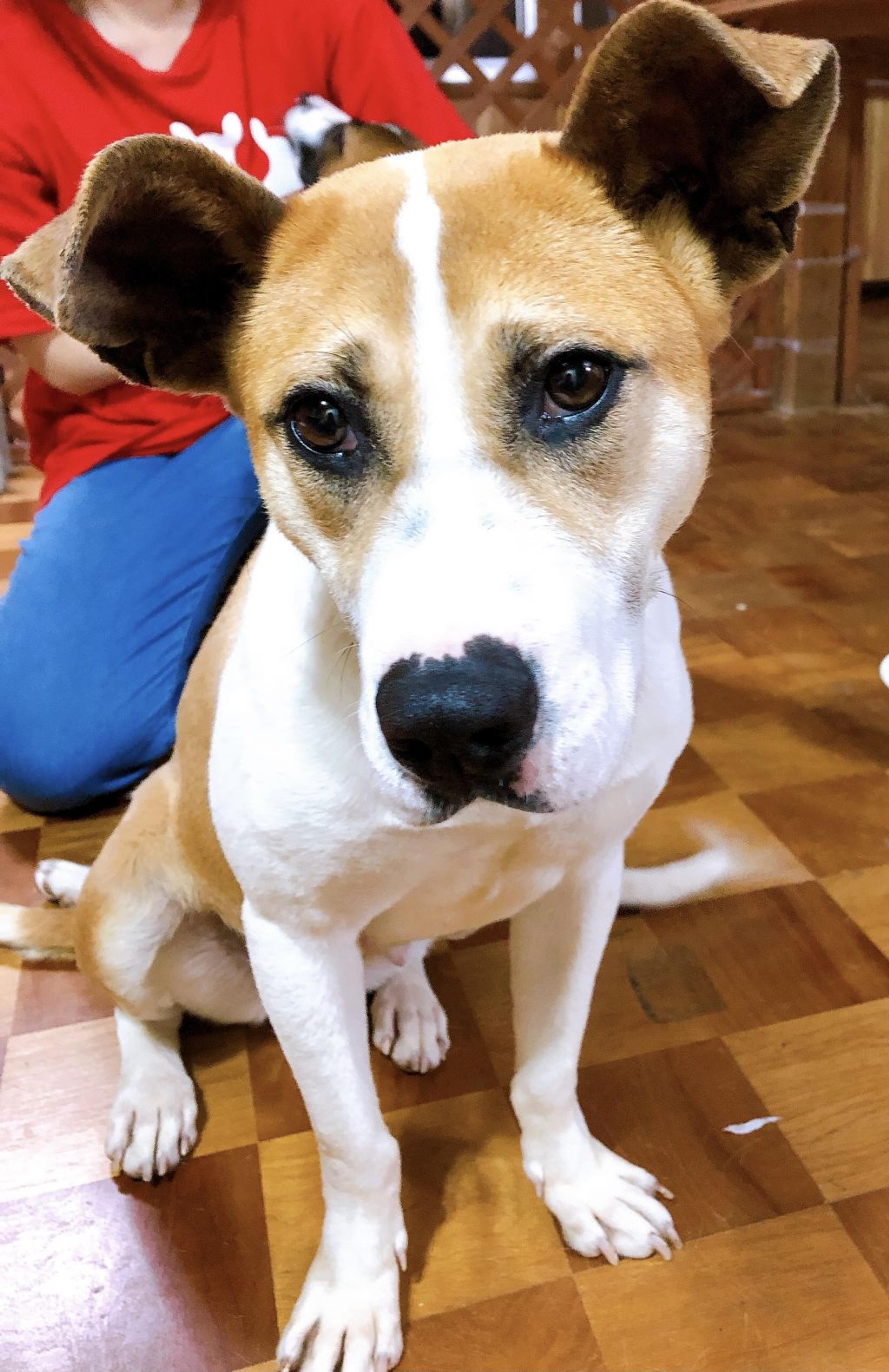 pet-image-4