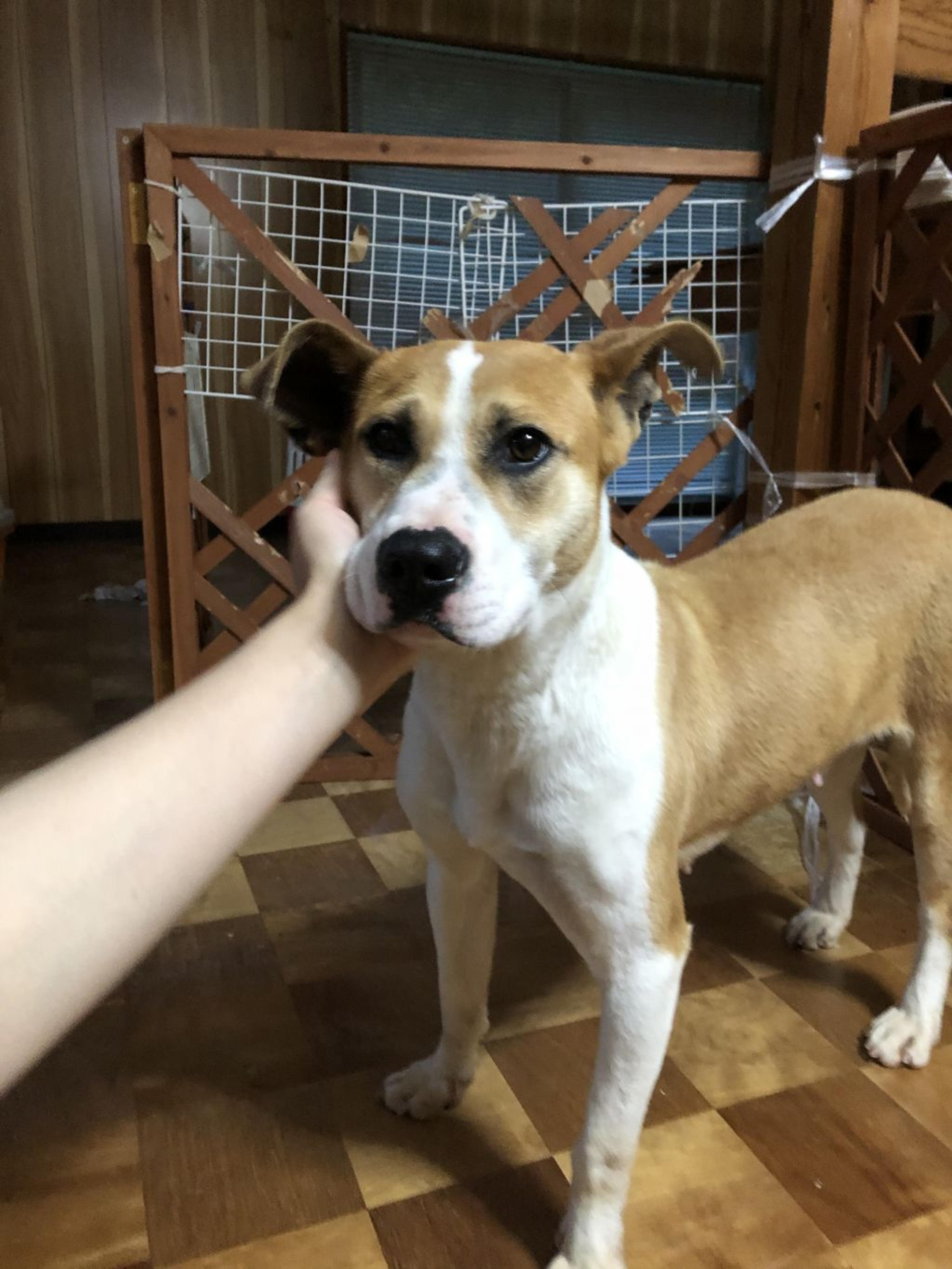 pet-image-6