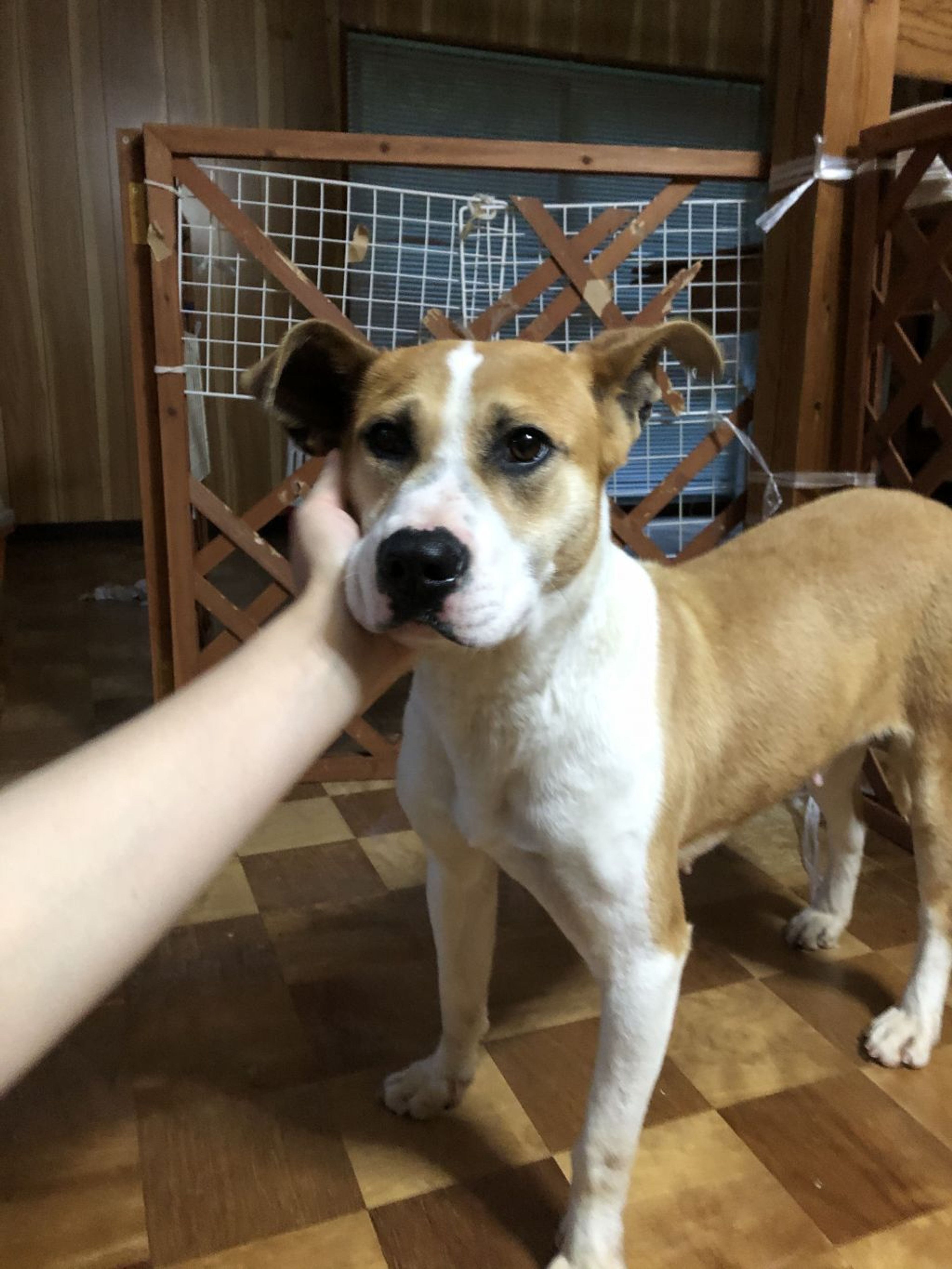 pet-image-6